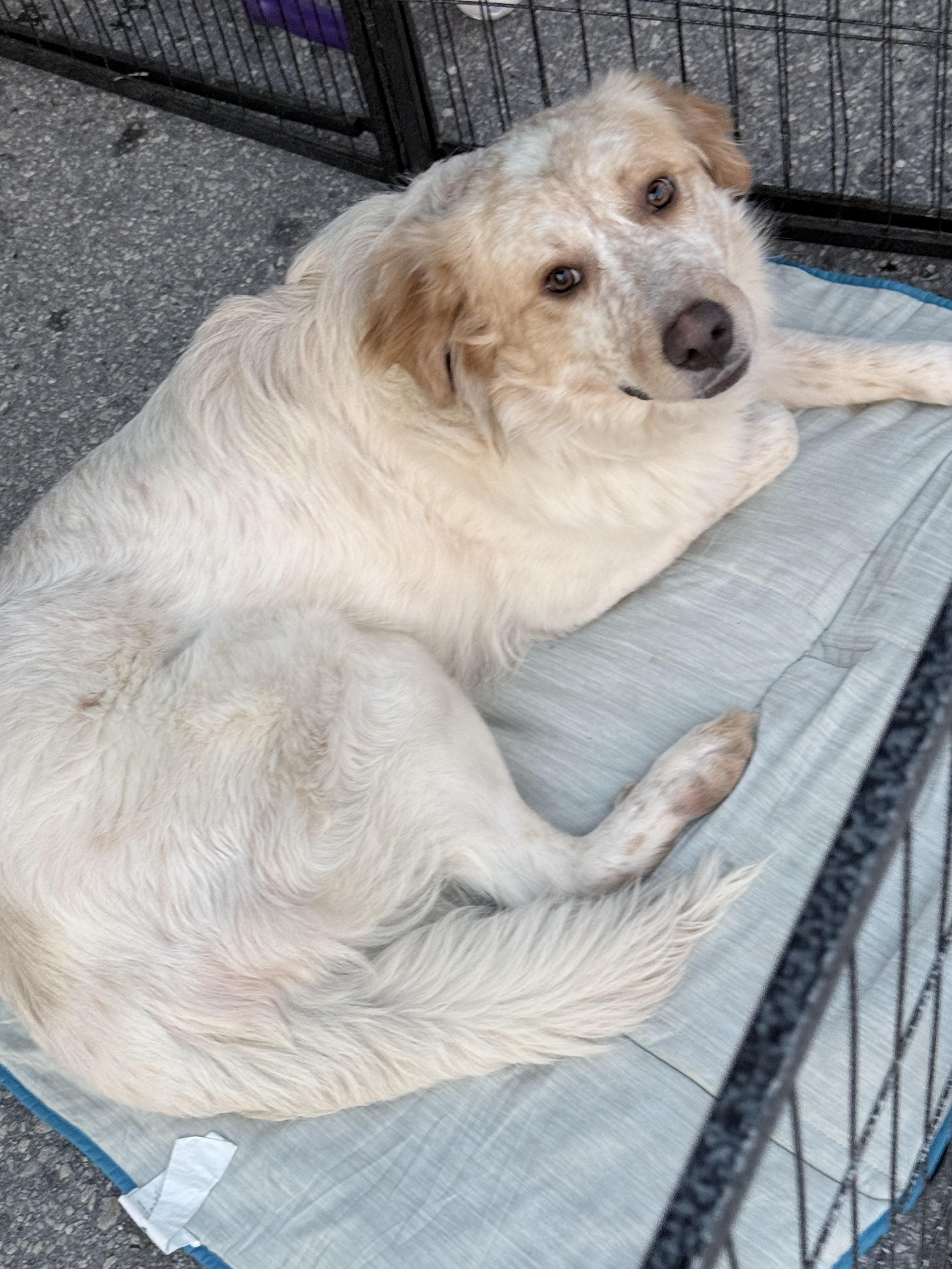 Enlarge Smores , a ADOPTABLE mixed breed in Lutz, FL image 3/4