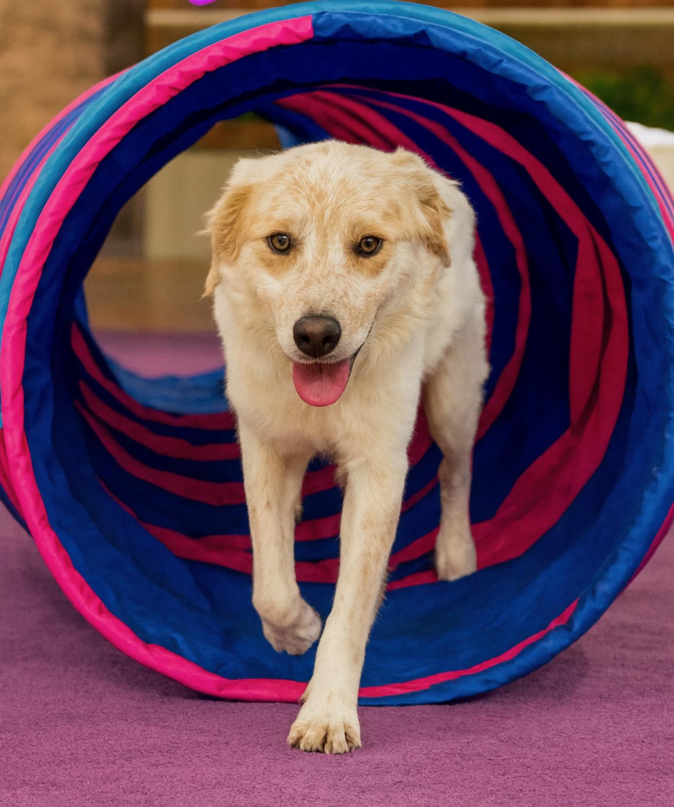 Smores , ADOPTABLE, Adult Male Australian Shepherd.