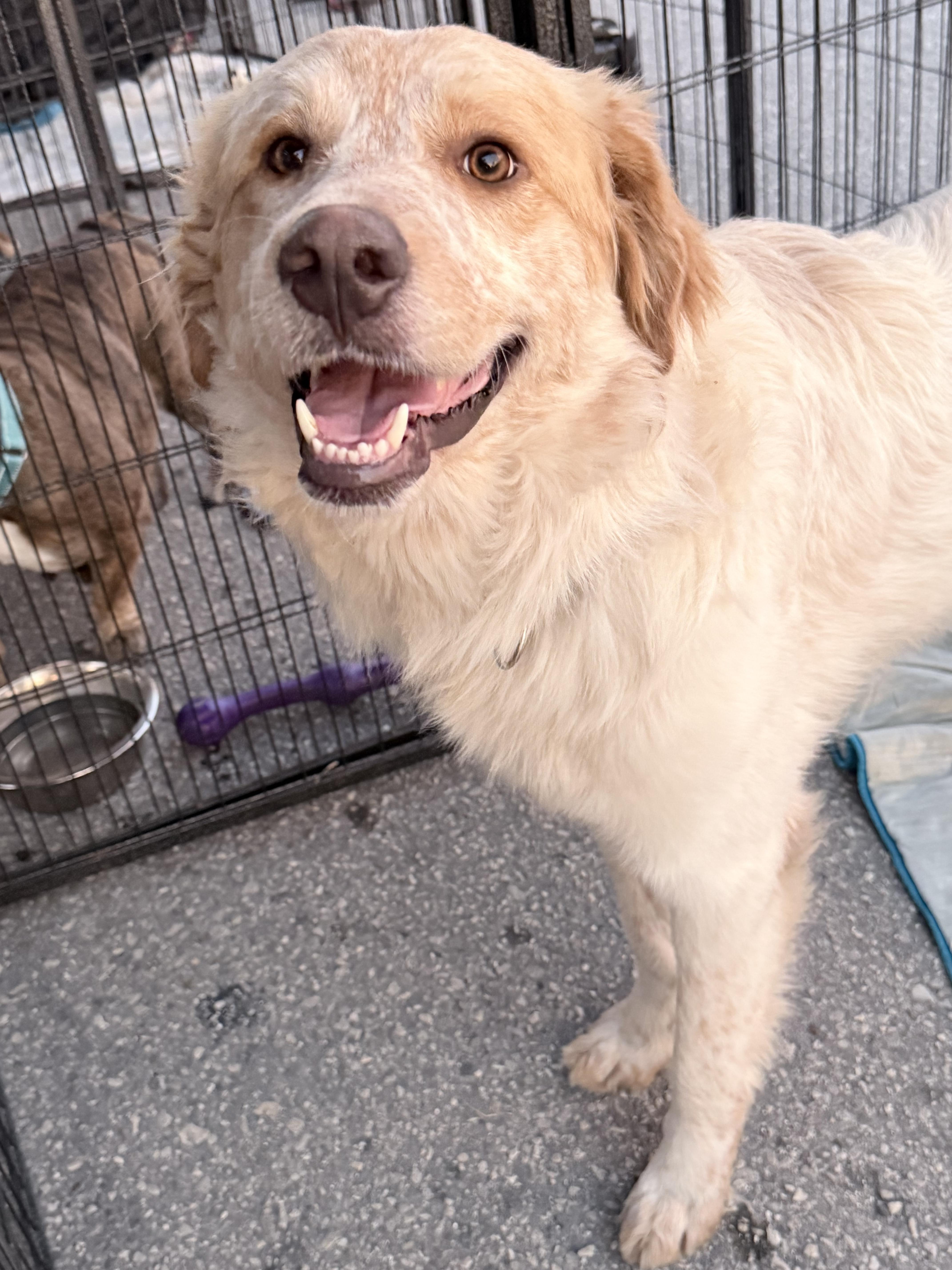 Enlarge Smores , a ADOPTABLE mixed breed in Lutz, FL image 4/4