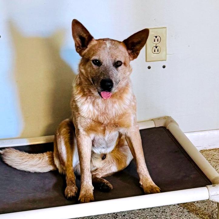 Shamus — thumbnail 2