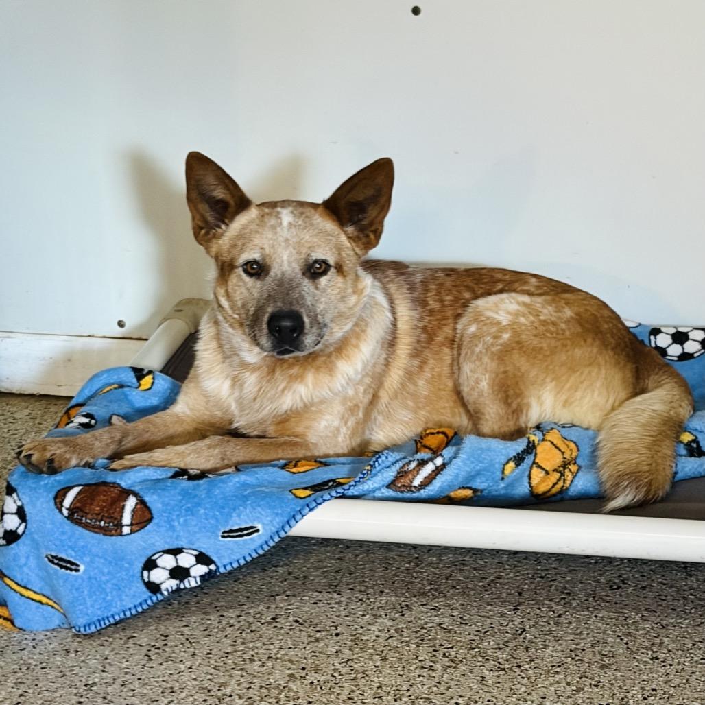 Shamus — thumbnail 3