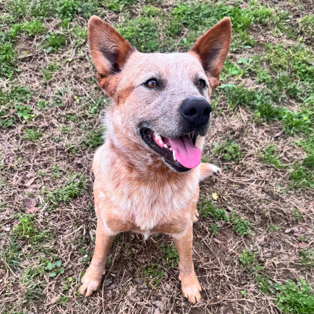 Shamus — thumbnail 4