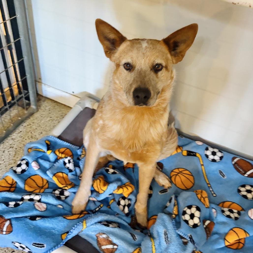 Shamus — thumbnail 5