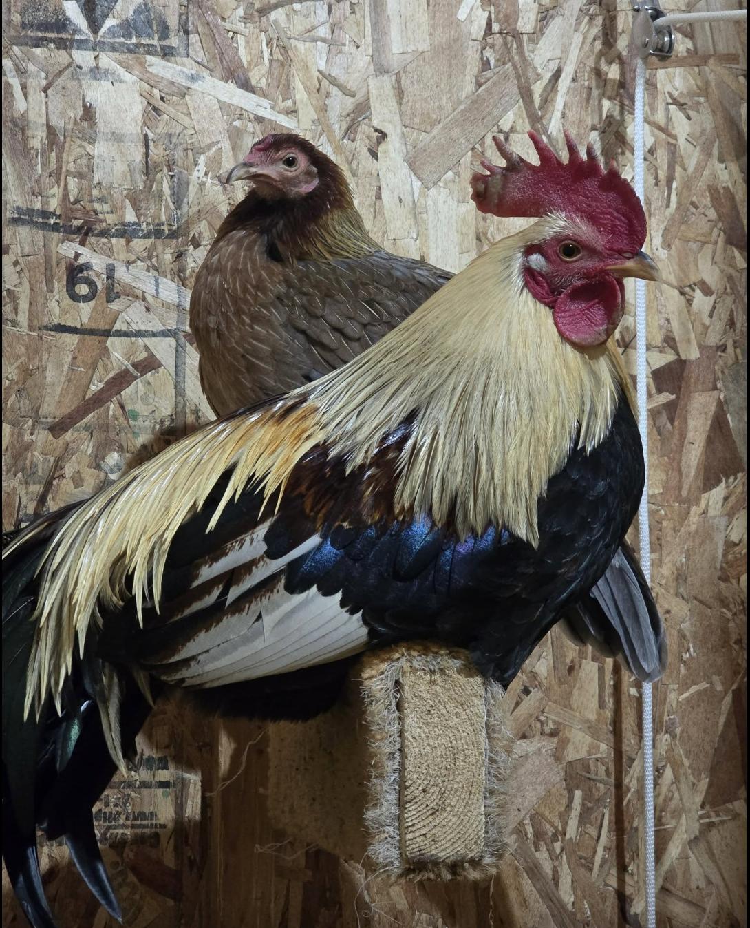 Enlarge Spike, a ADOPTABLE Chicken in Ravenna, OH image 1/1