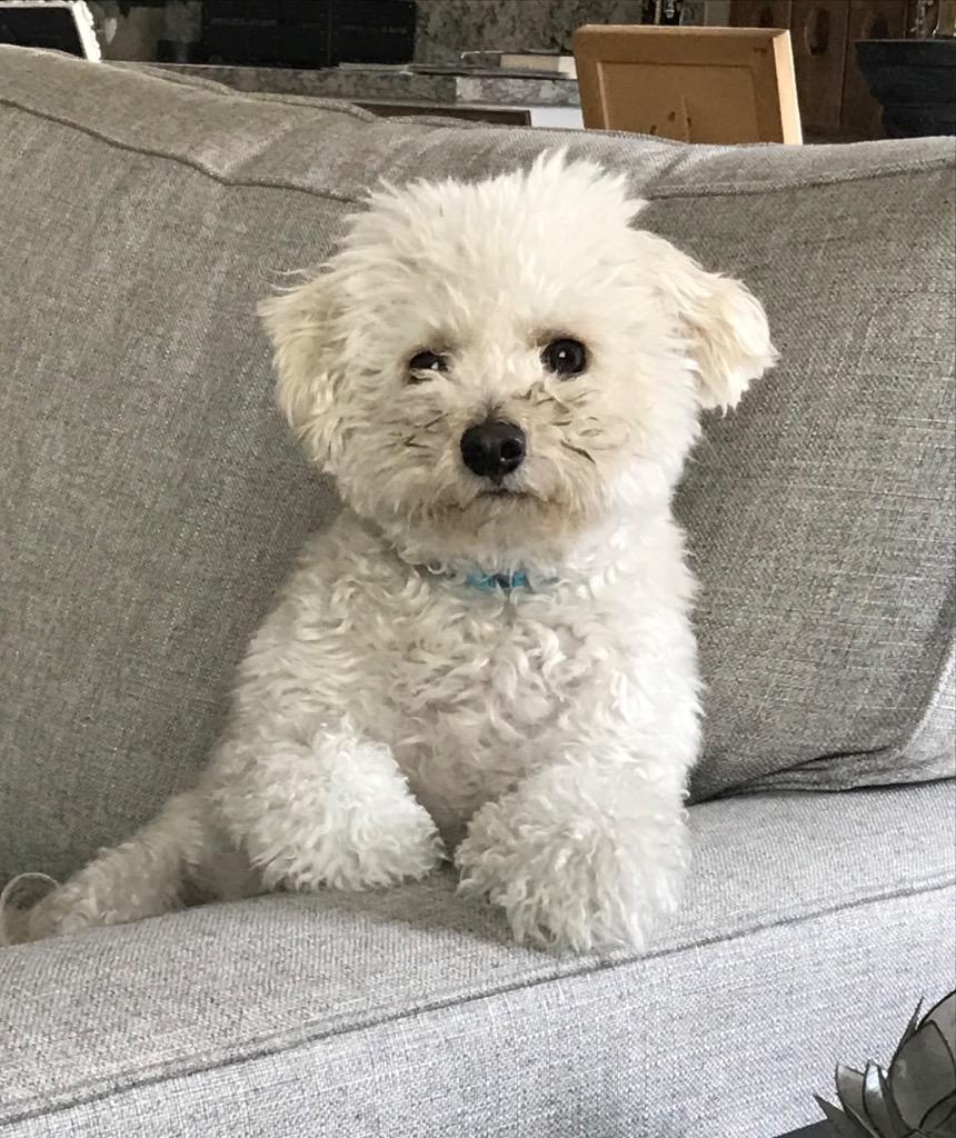 26Eugene, an adopted mixed breed in Shingle Springs, CA image 1/2