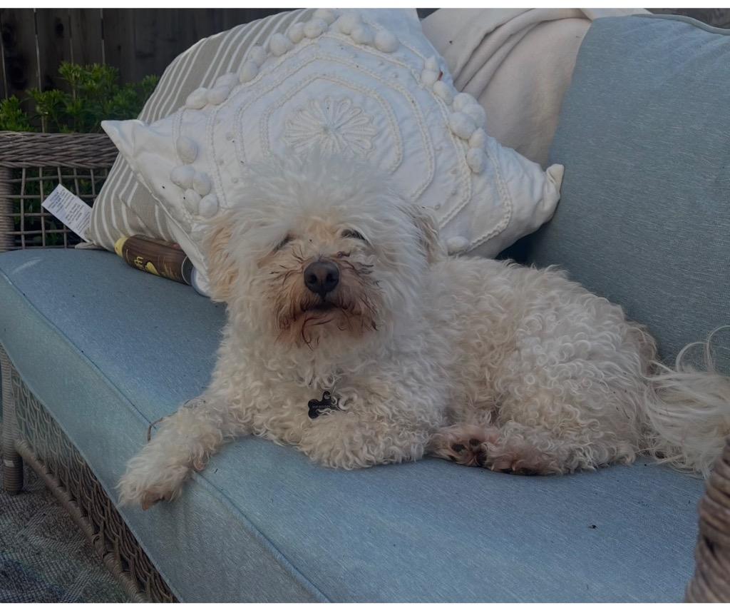 26Eugene, an adopted mixed breed in Shingle Springs, CA image 2/2