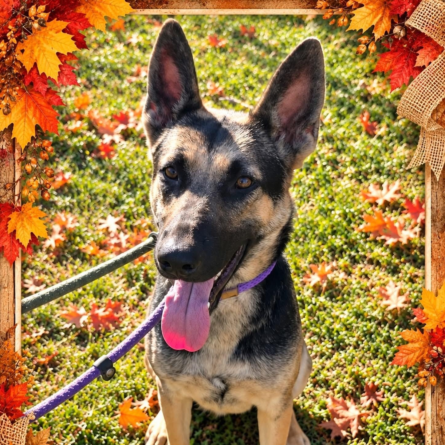 Enlarge Scout, a Adoptable German Shepherd Dog in Jackson, NJ image 1/1