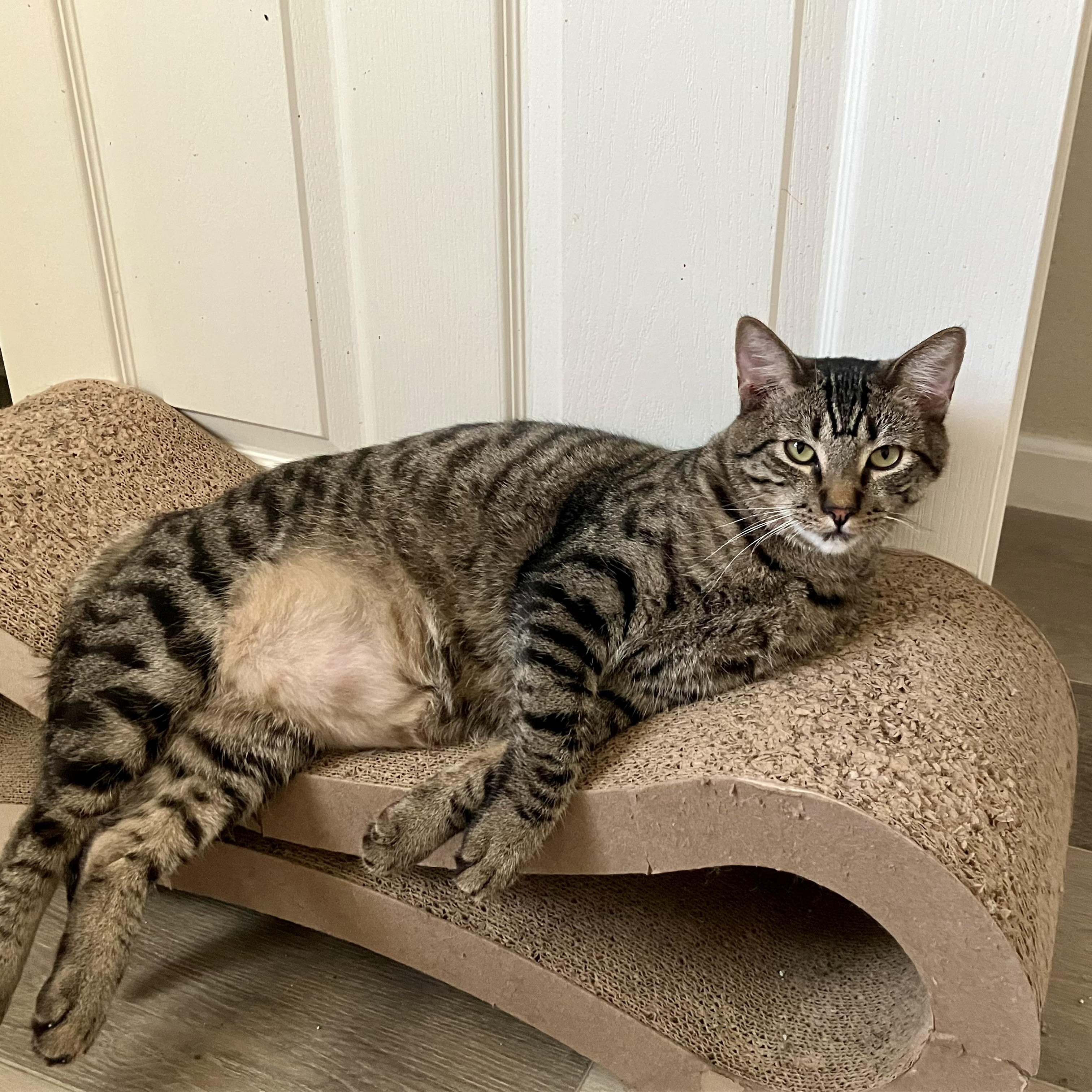 Wilbur and Eddie (bonded pair), ADOPTABLE, Young Male Tabby.