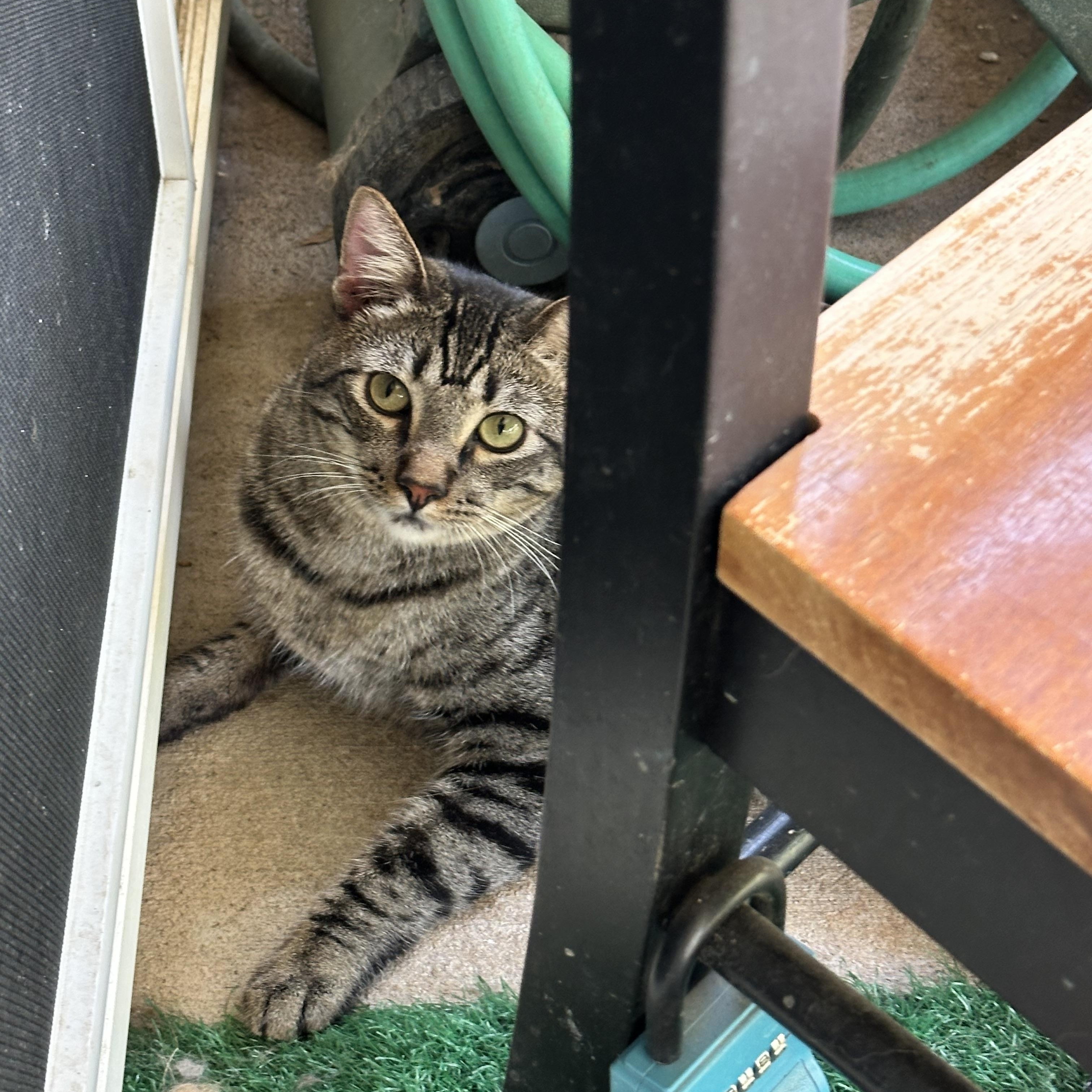 Wilbur and Eddie (bonded pair), a ADOPTABLE Tabby in Sacramento, CA image 2/4