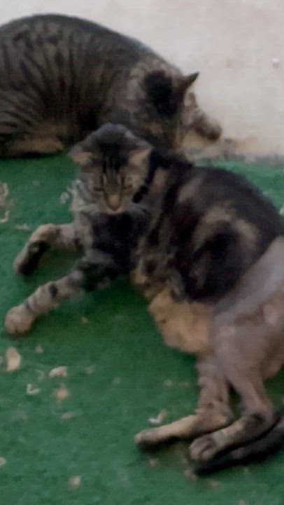 Enlarge Wilbur and Eddie (bonded pair), a ADOPTABLE Tabby in Sacramento, CA video 4/4