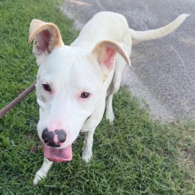 Enlarge Cobweb, a Adoptable Retriever in Carrollton, GA image 1/3