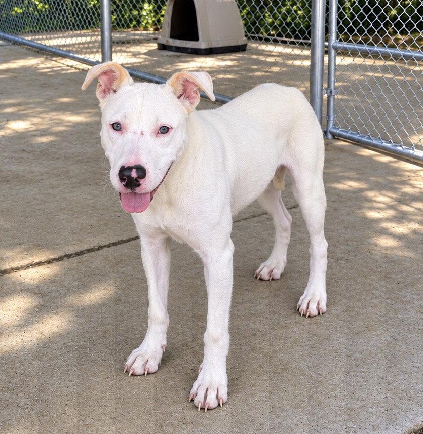 Enlarge Cobweb, a Adoptable Retriever in Carrollton, GA image 2/3
