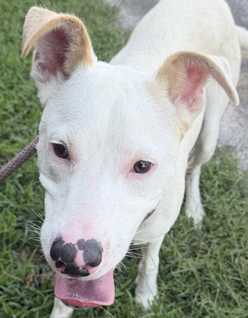 Enlarge Cobweb, a Adoptable Retriever in Carrollton, GA image 3/3