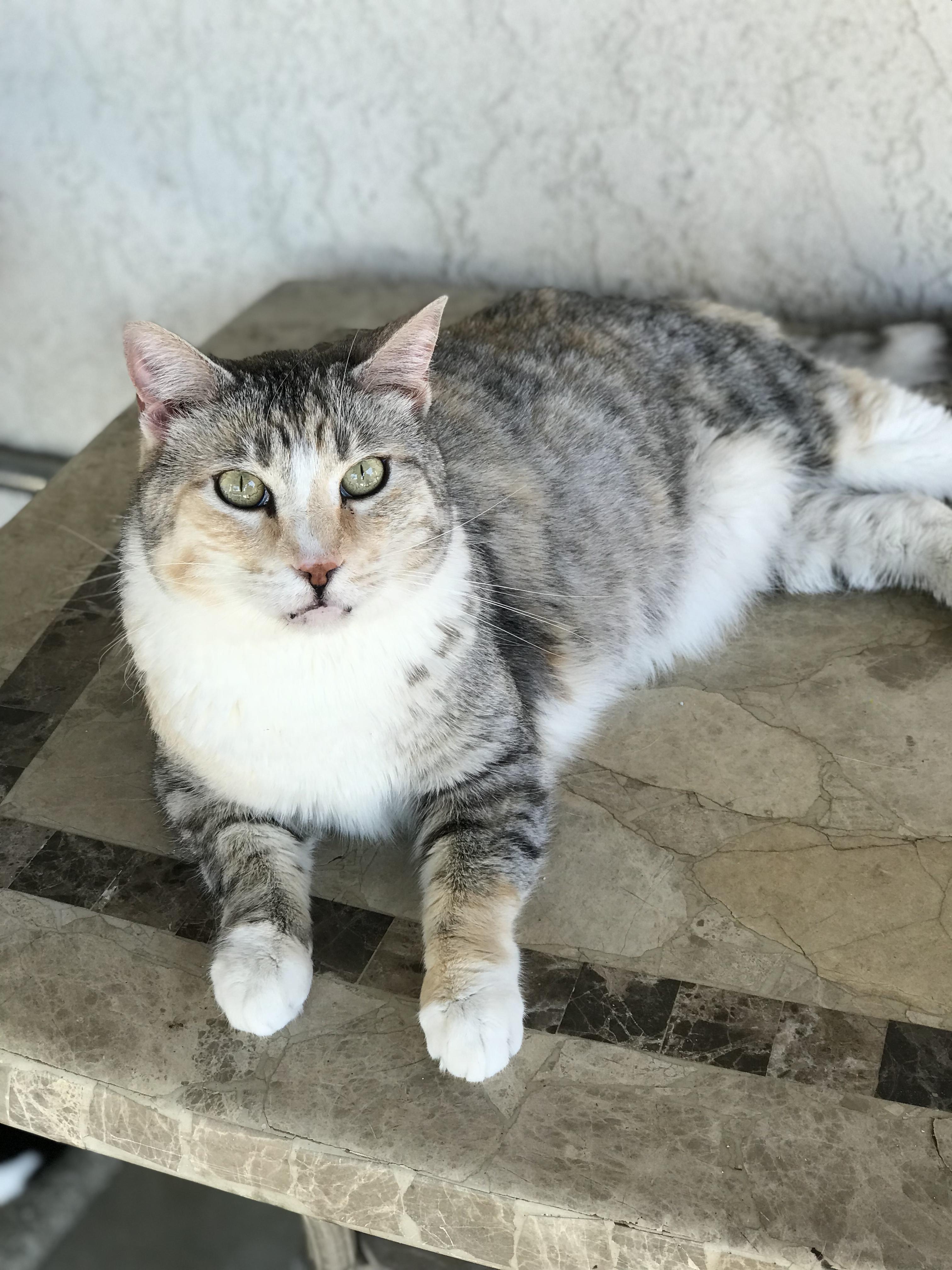 Enlarge Daisey, a Adoptable Calico in Helendale, CA image 1/1