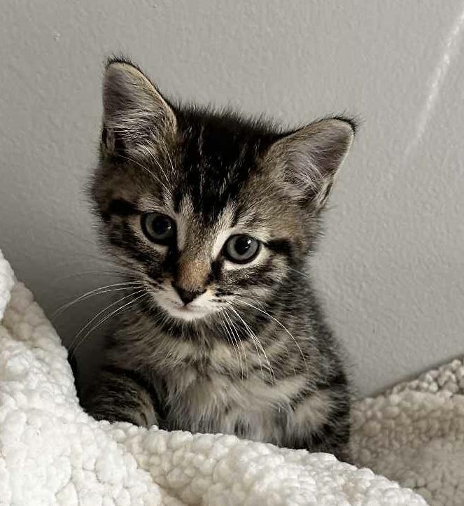 Lincoln, Baby Male Domestic Short Hair