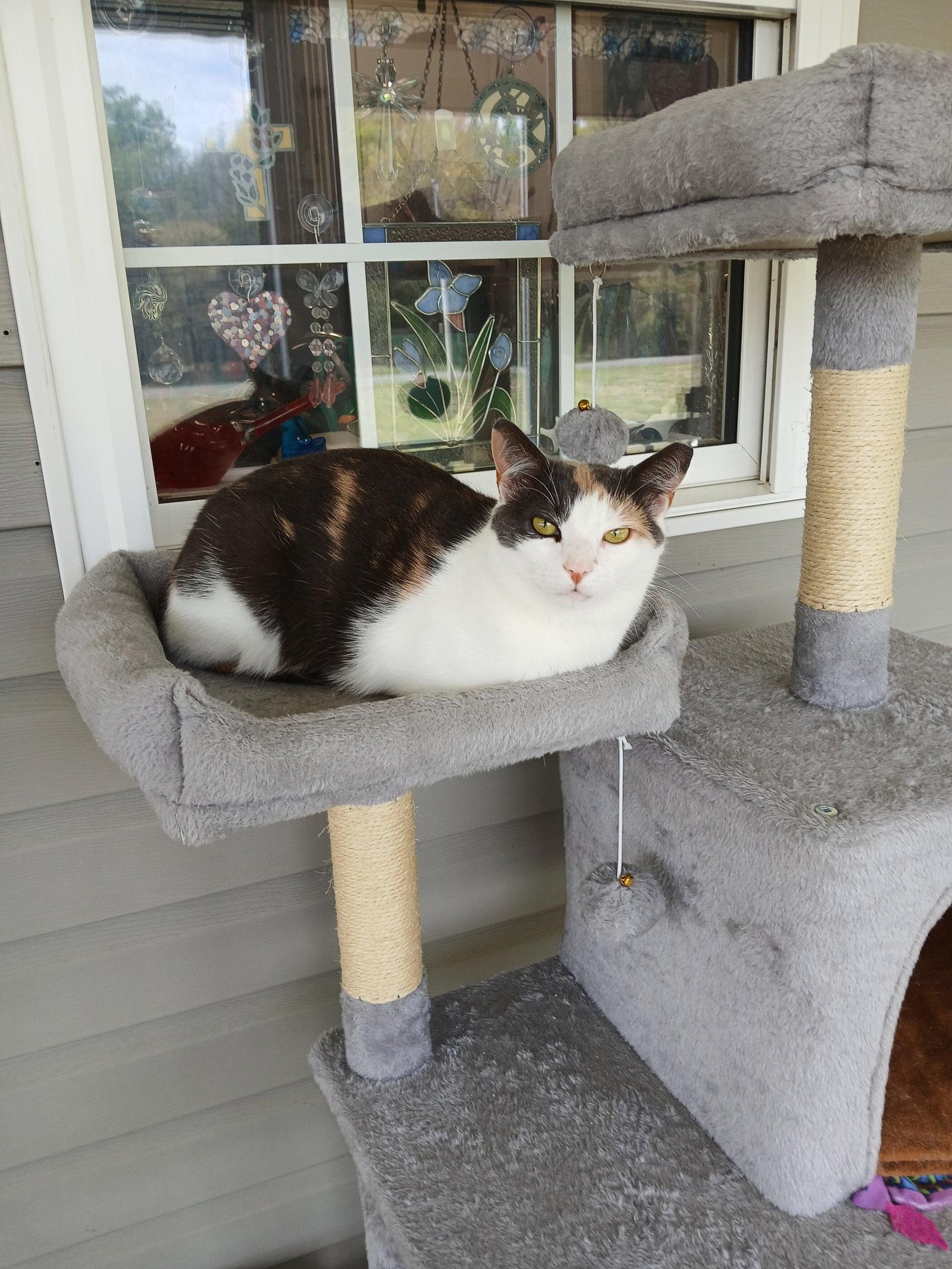 Cozette, Adoptable, Adult Female Domestic Short Hair.