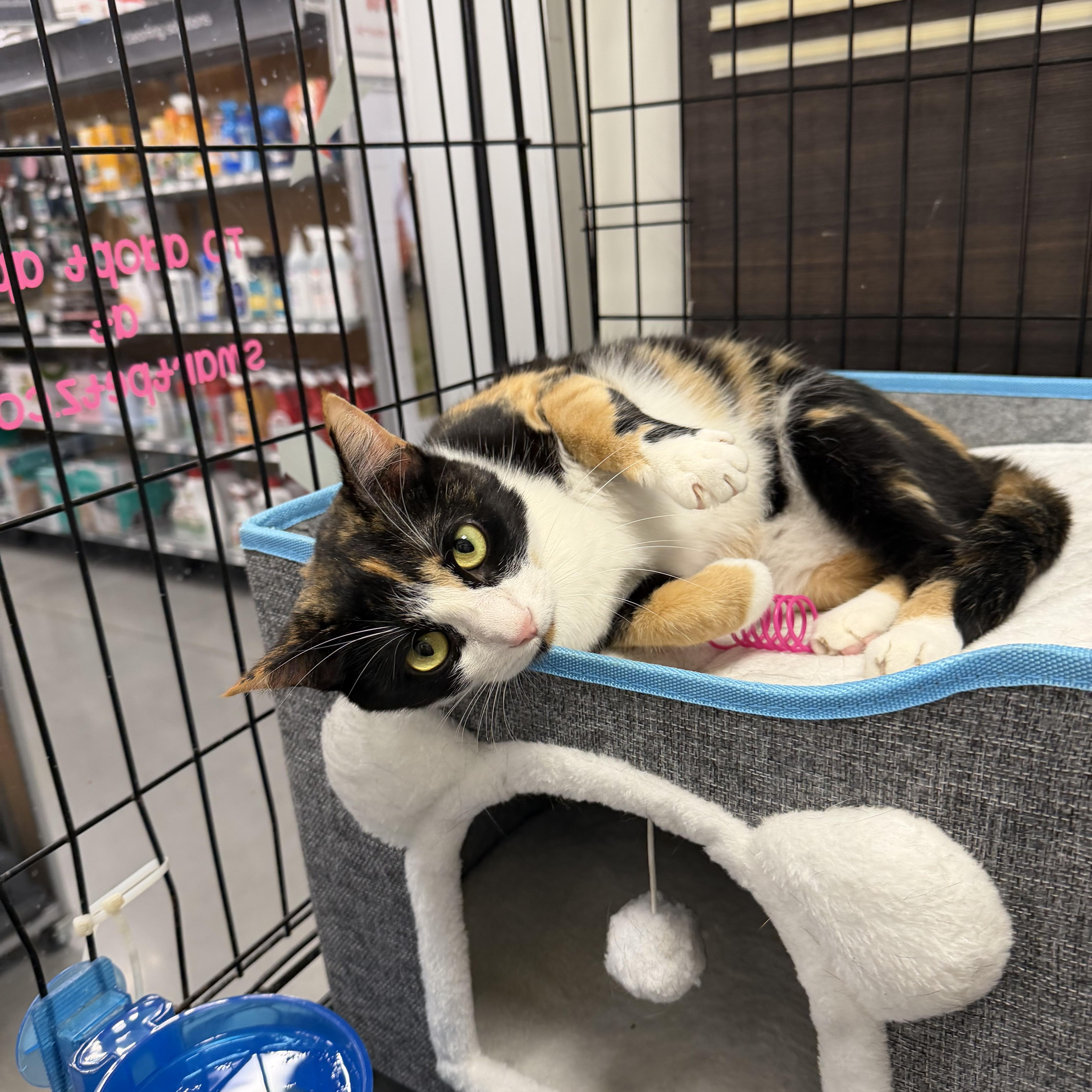 Olive - Riley Fuzzel Petsmart