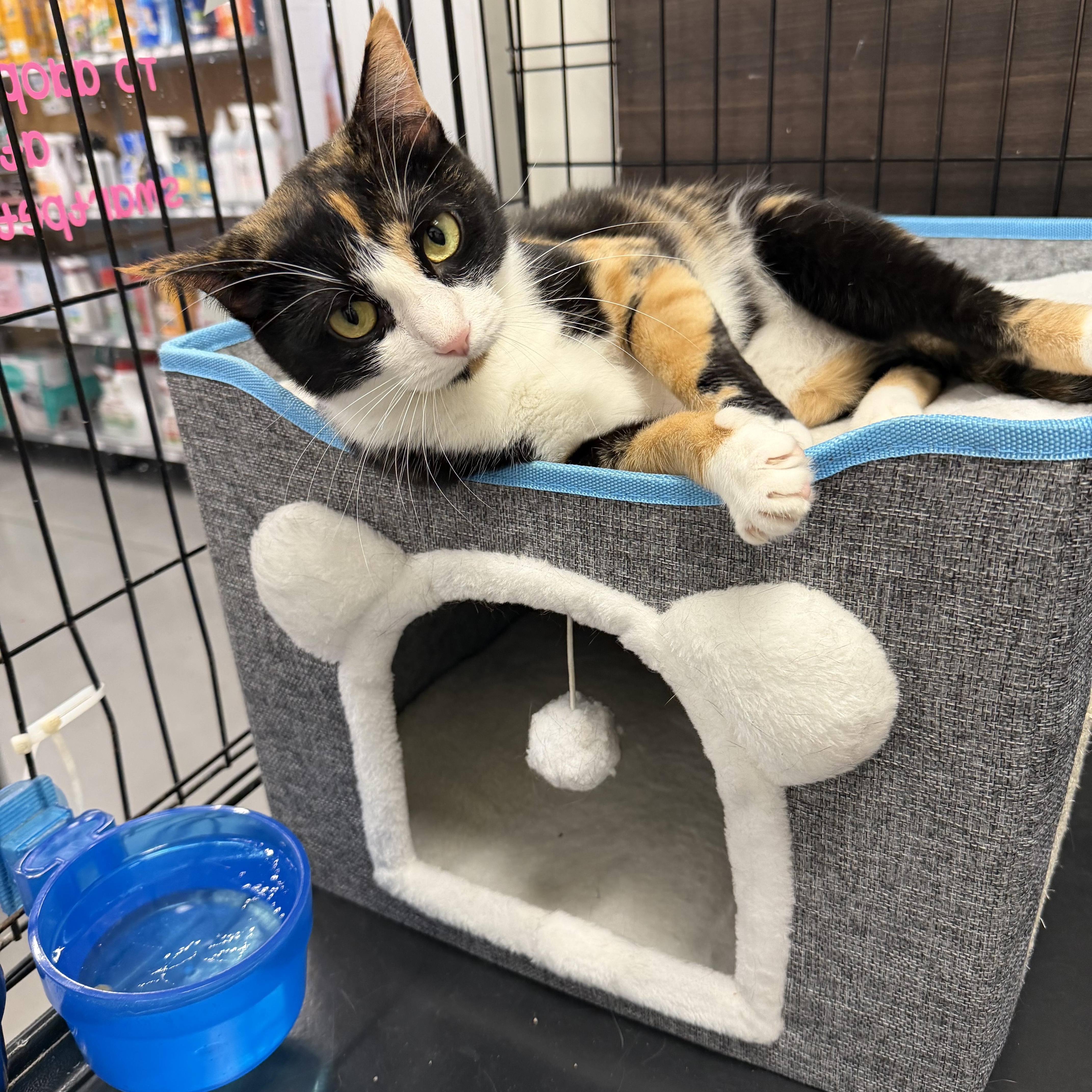 Olive - Riley Fuzzel Petsmart — thumbnail 2