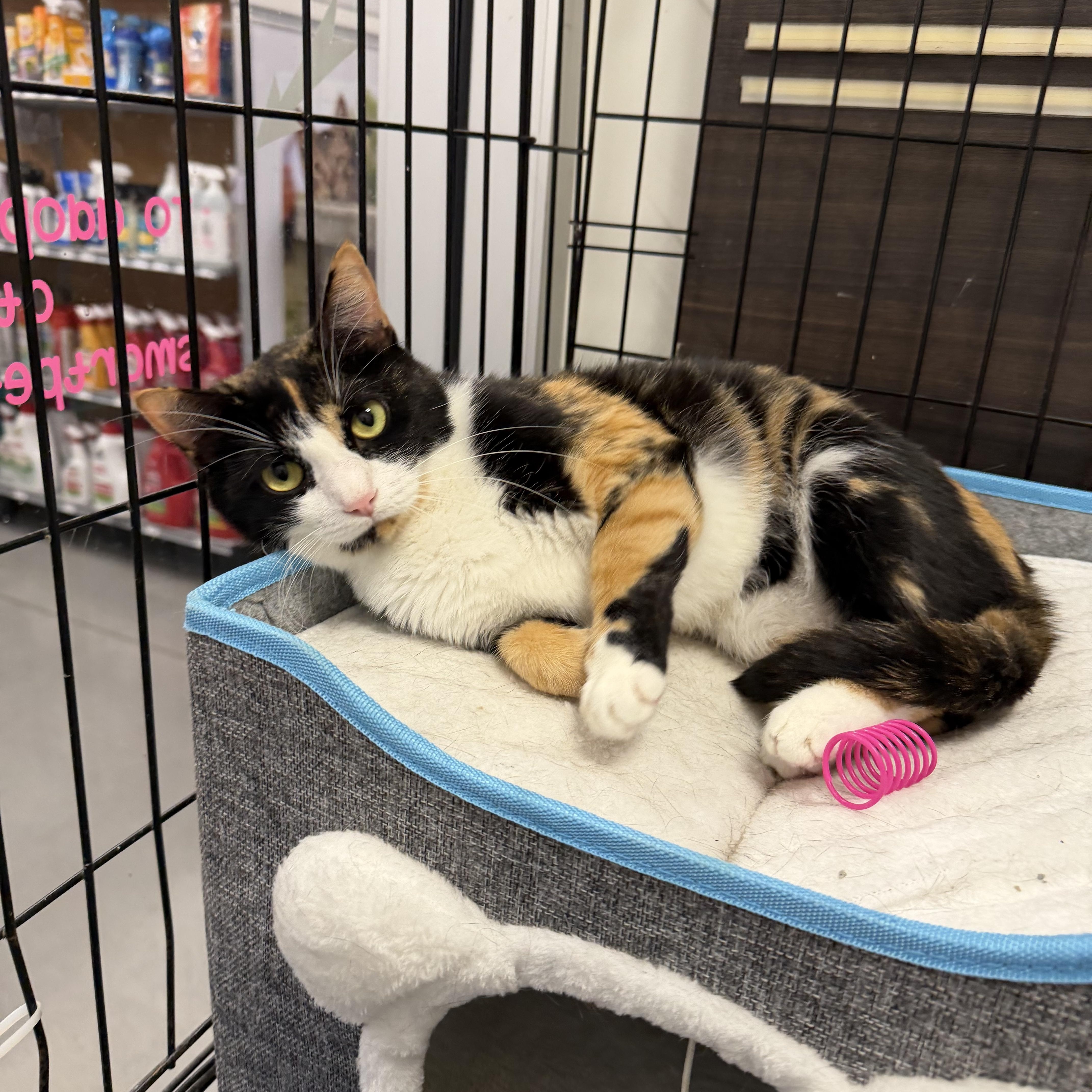 Olive - Riley Fuzzel Petsmart — thumbnail 3