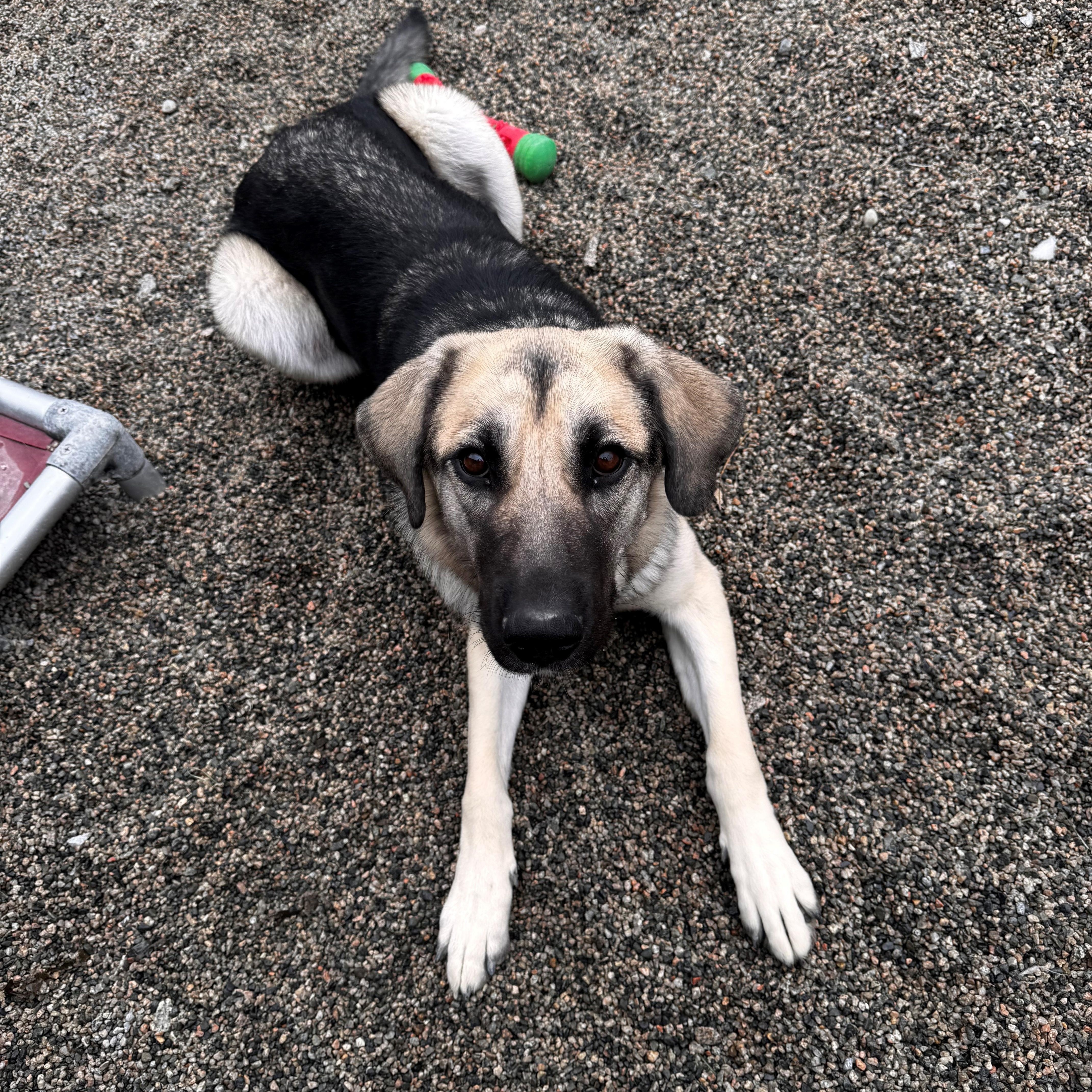 Mango, Adoptable, Young Female German Shepherd Dog & Collie.
