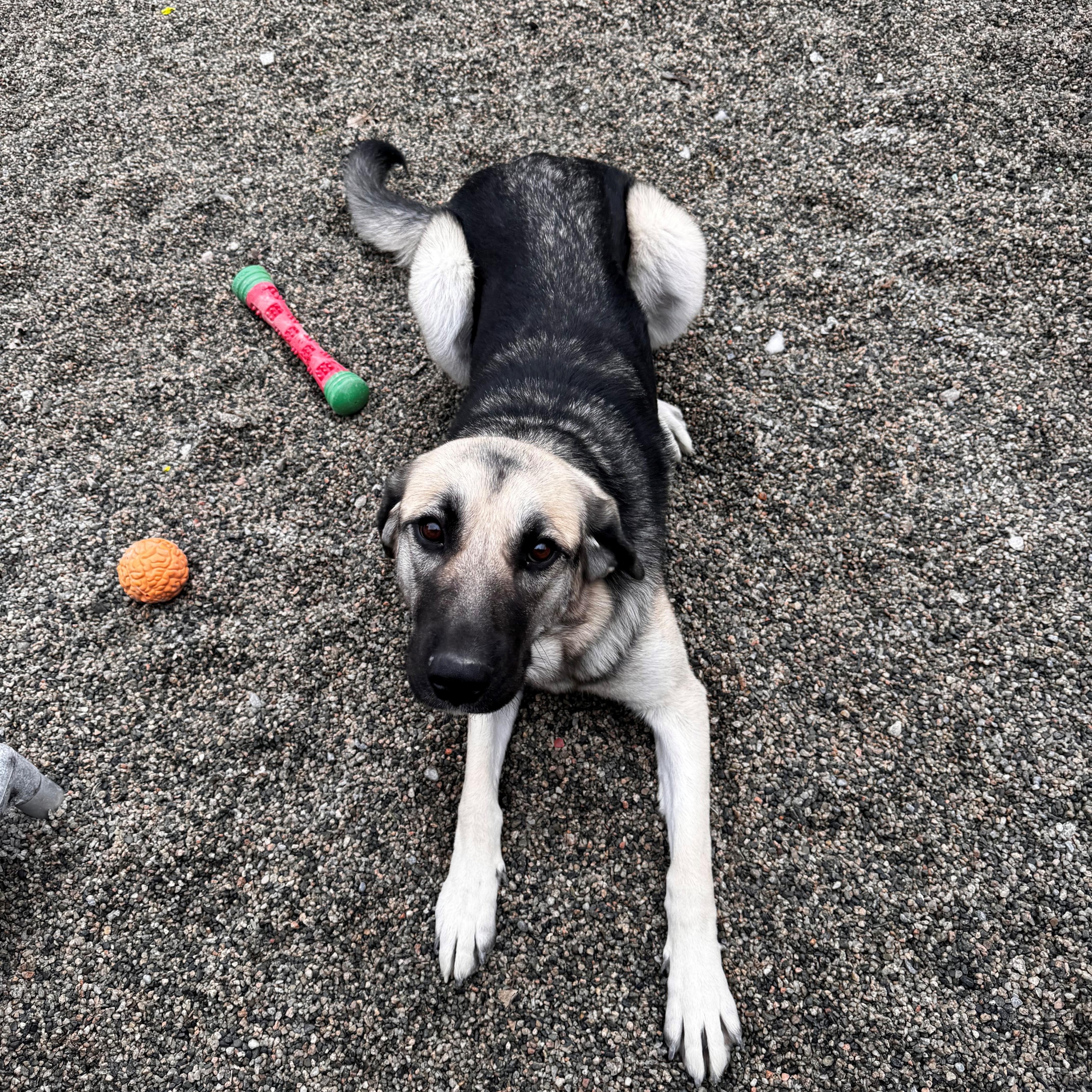 Enlarge Mango, a Adoptable mixed breed in New Westminster, BC image 2/2