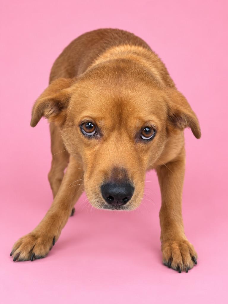 Sadie, Adoptable, Young Female Terrier.