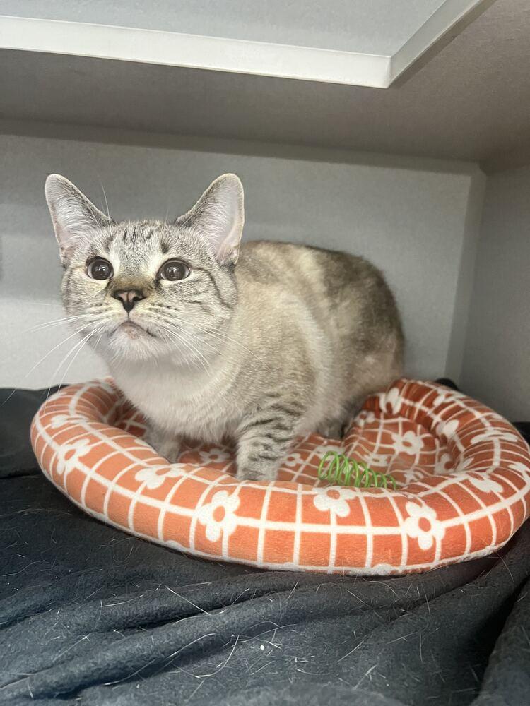 Hazel, Adoptable, Senior Female Domestic Short Hair.