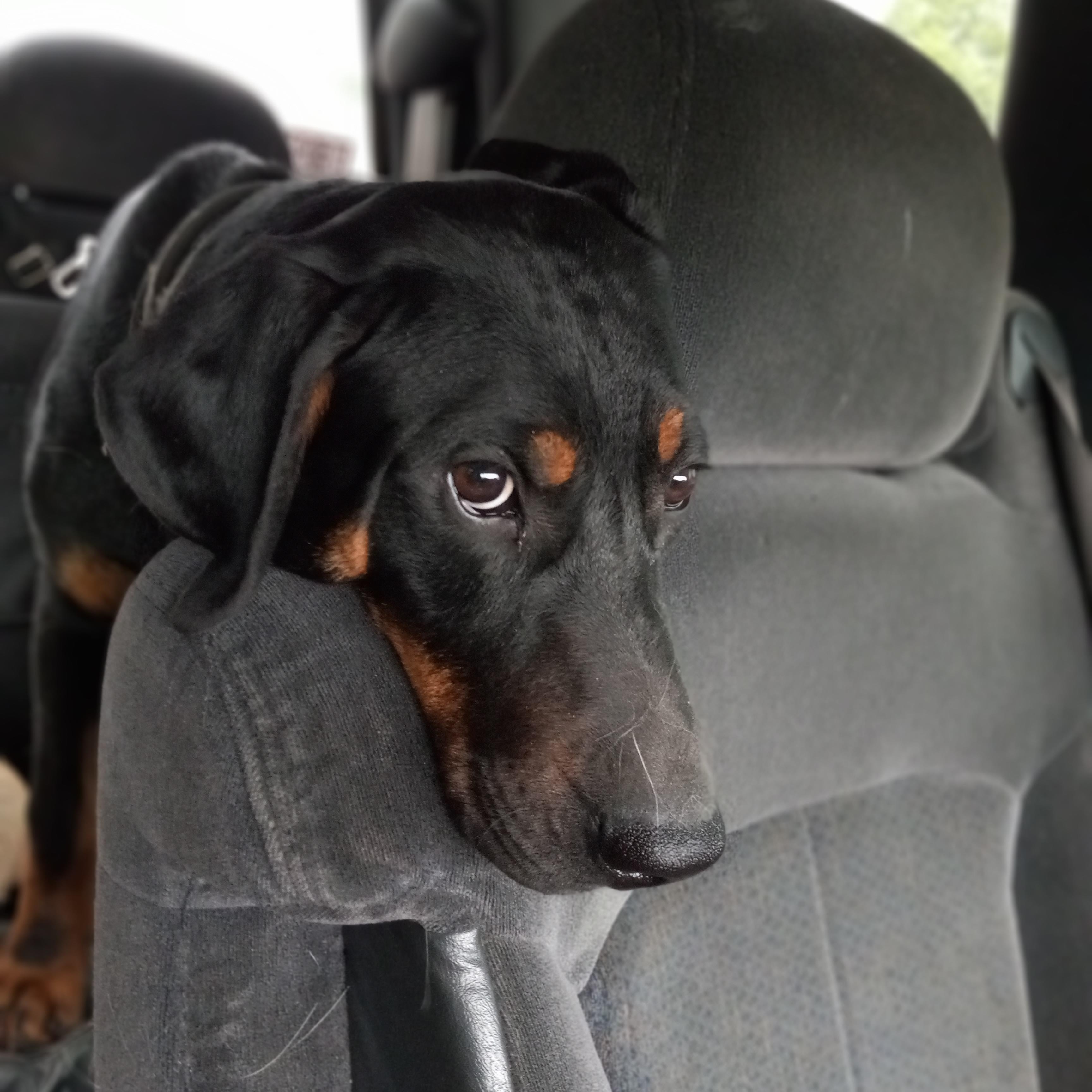 Enlarge Moose, a Adoptable mixed breed in Kokomo, IN image 3/5