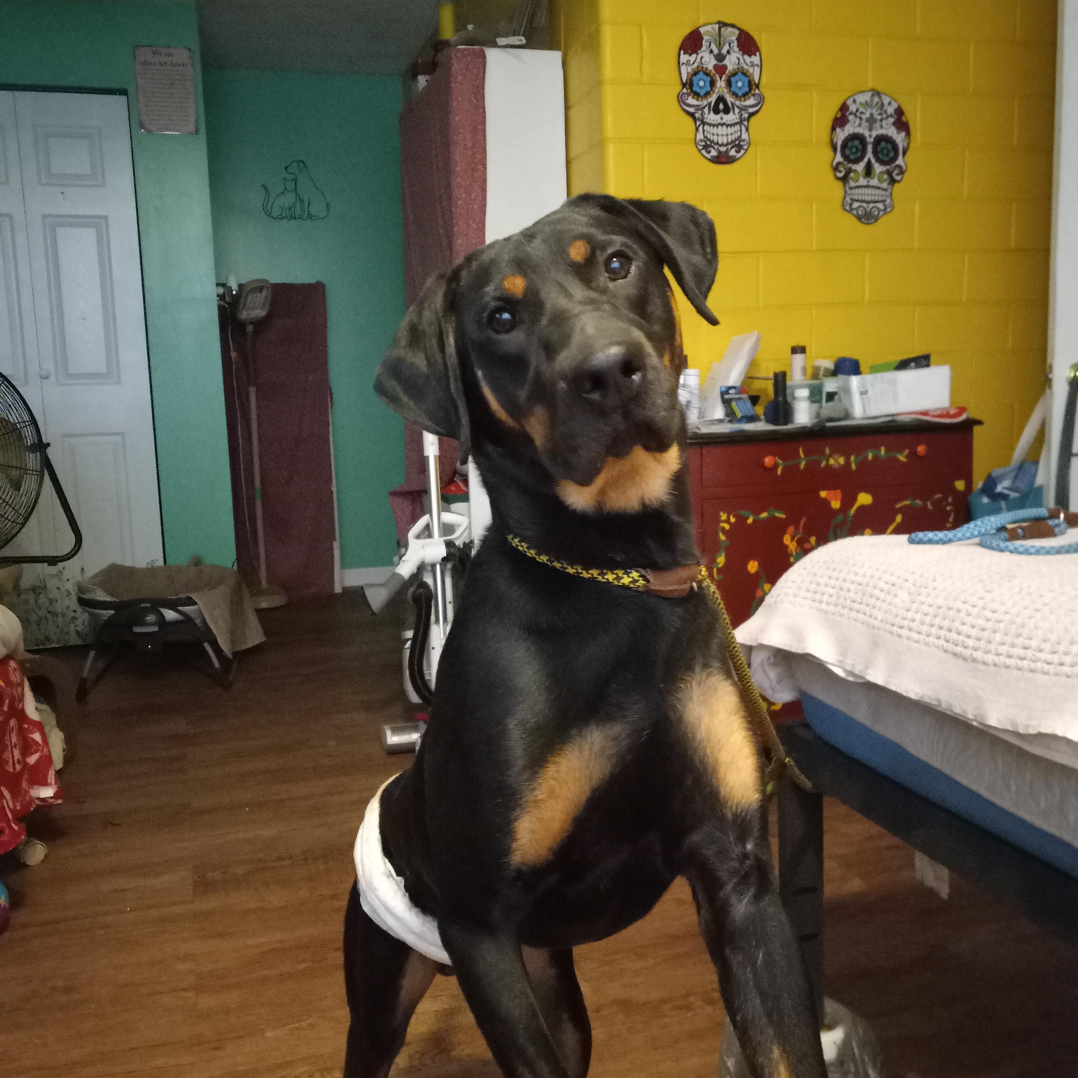Enlarge Moose, a Adoptable mixed breed in Kokomo, IN image 4/5