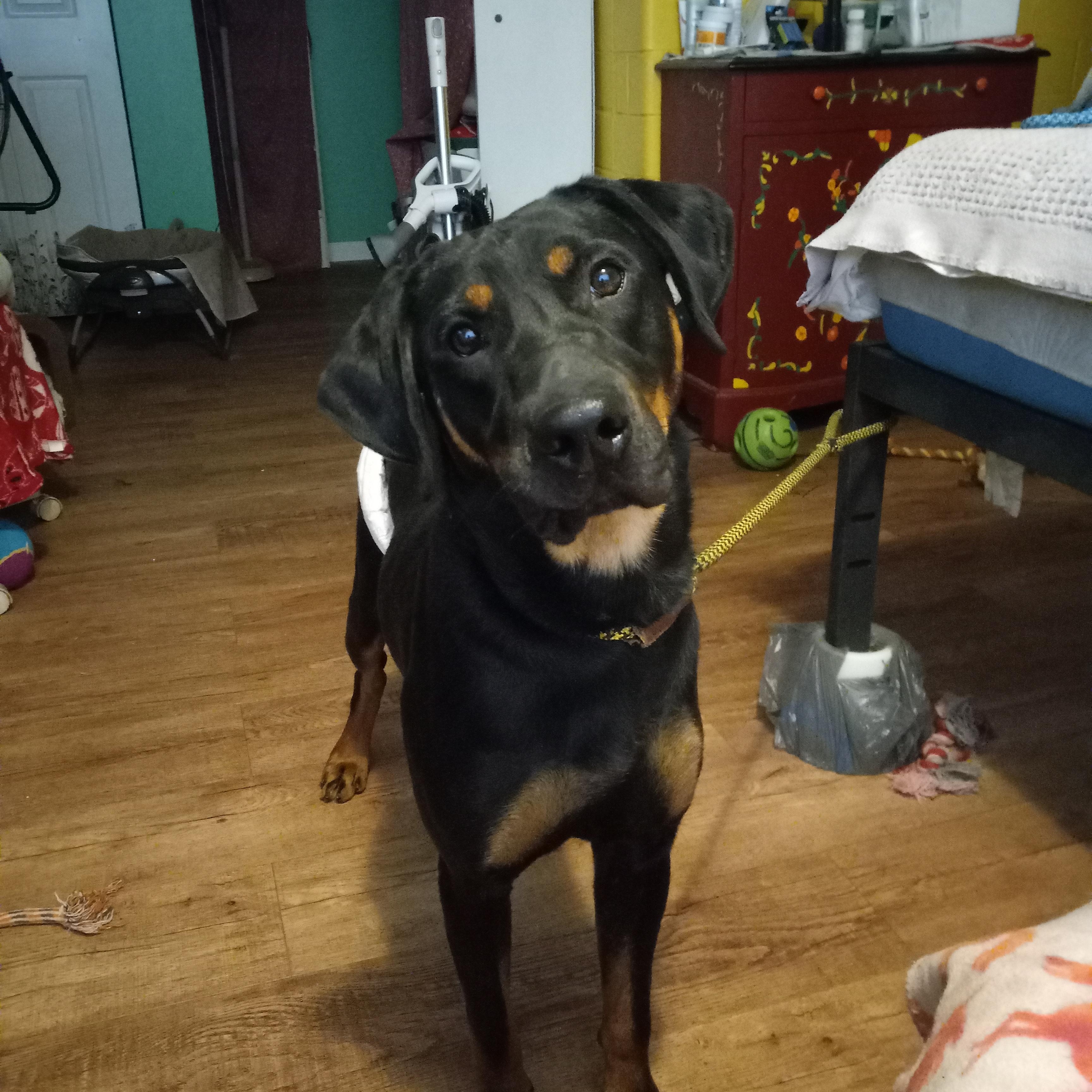 Enlarge Moose, a Adoptable mixed breed in Kokomo, IN image 5/5