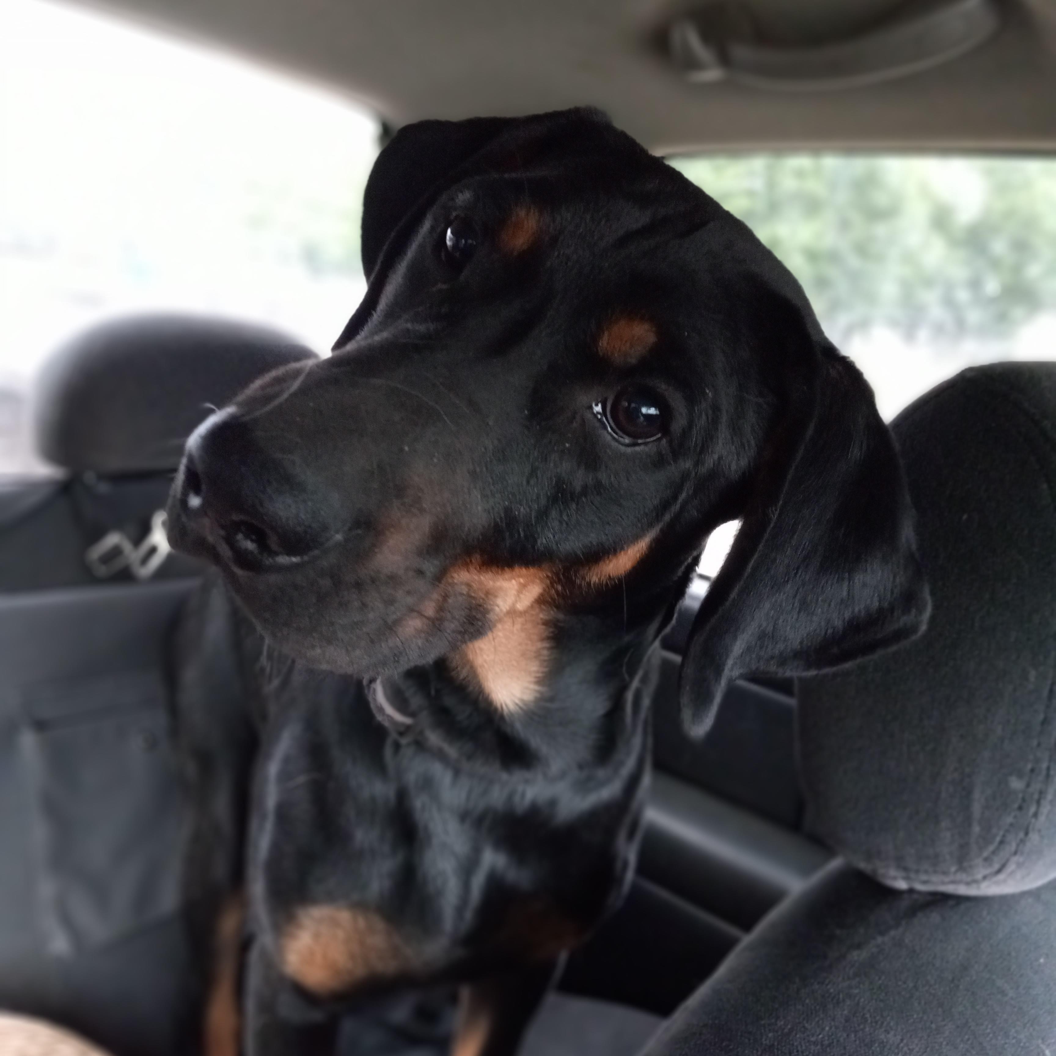 Enlarge Moose, a Adoptable mixed breed in Kokomo, IN image 1/5