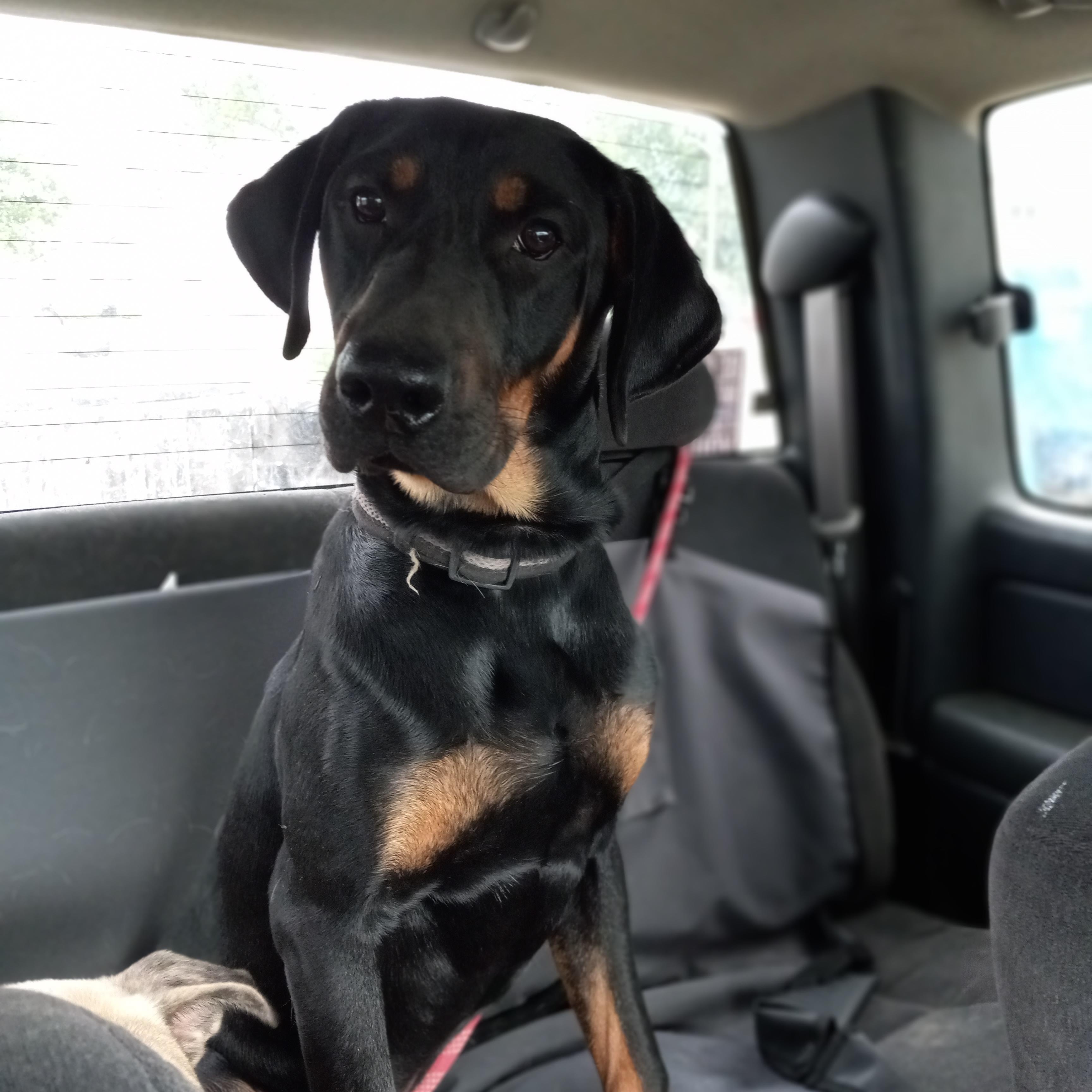 Enlarge Moose, a Adoptable mixed breed in Kokomo, IN image 2/5