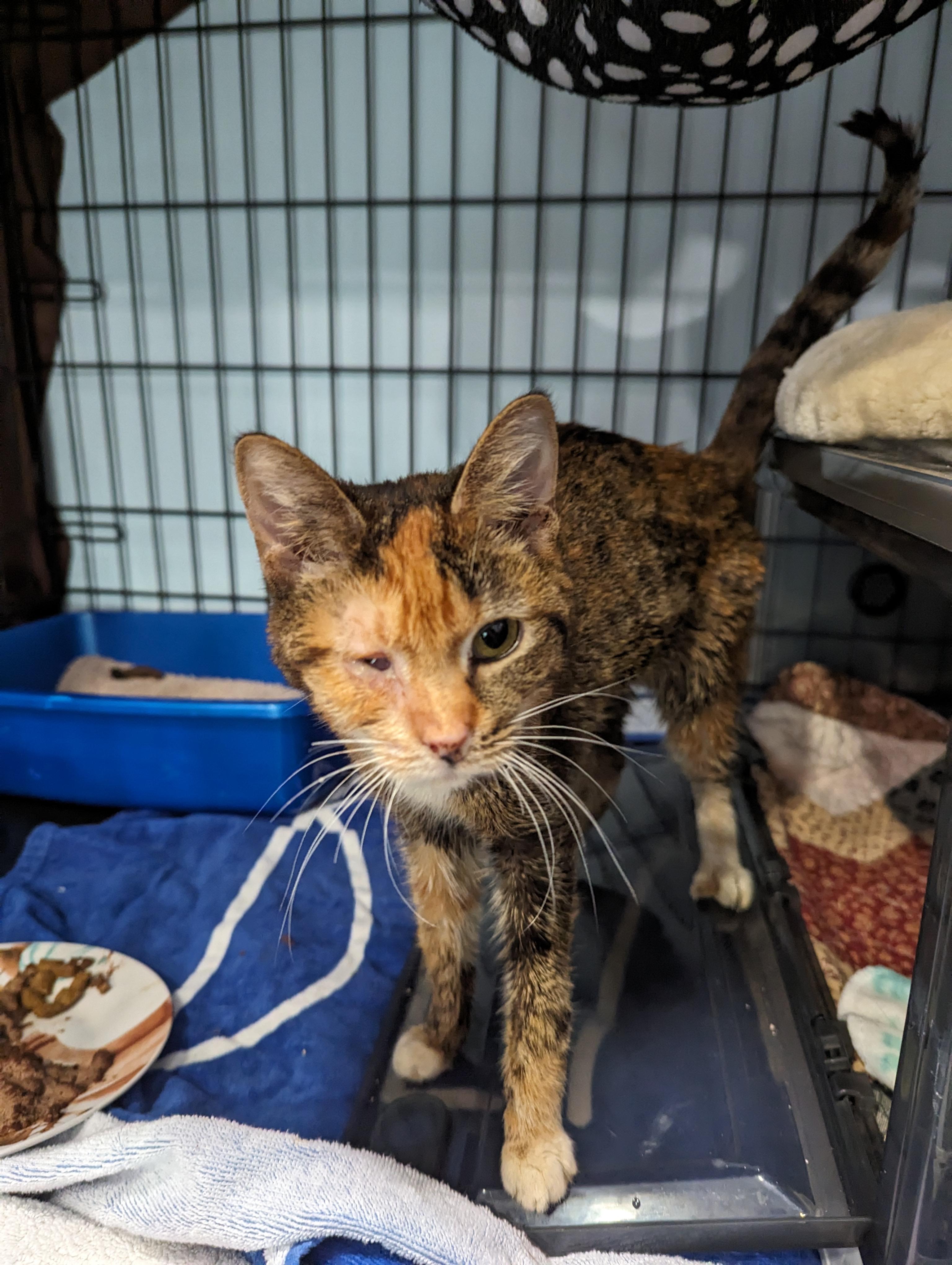 Enlarge Gwen Stefani, a Adoptable Domestic Short Hair in St Petersburg, FL image 3/4