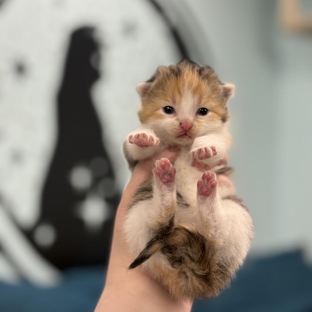 Enlarge Sally, a Adoptable Domestic Long Hair in PITTSBURGH, PA image 1/3