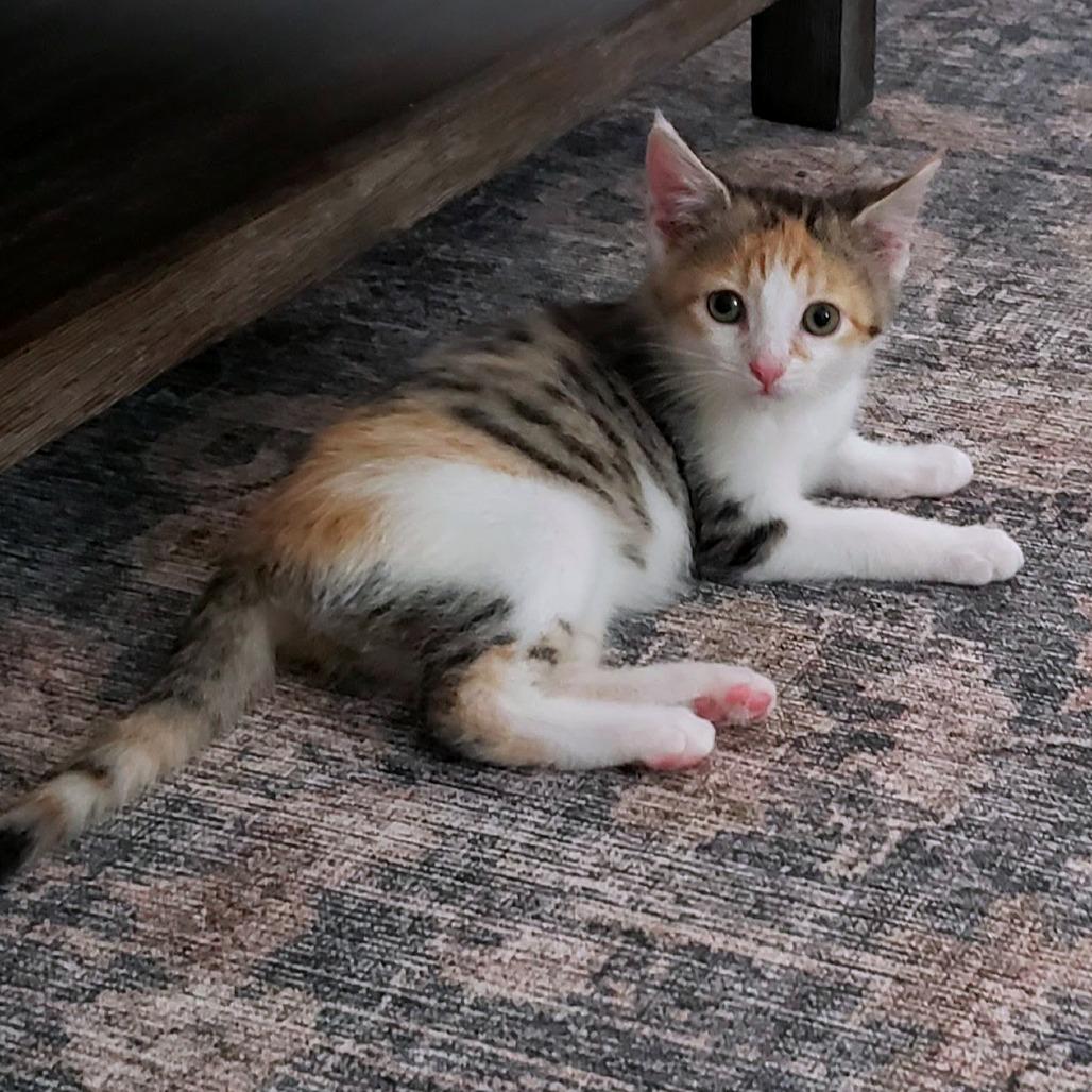 Enlarge Sally, a Adoptable Domestic Long Hair in PITTSBURGH, PA image 3/3