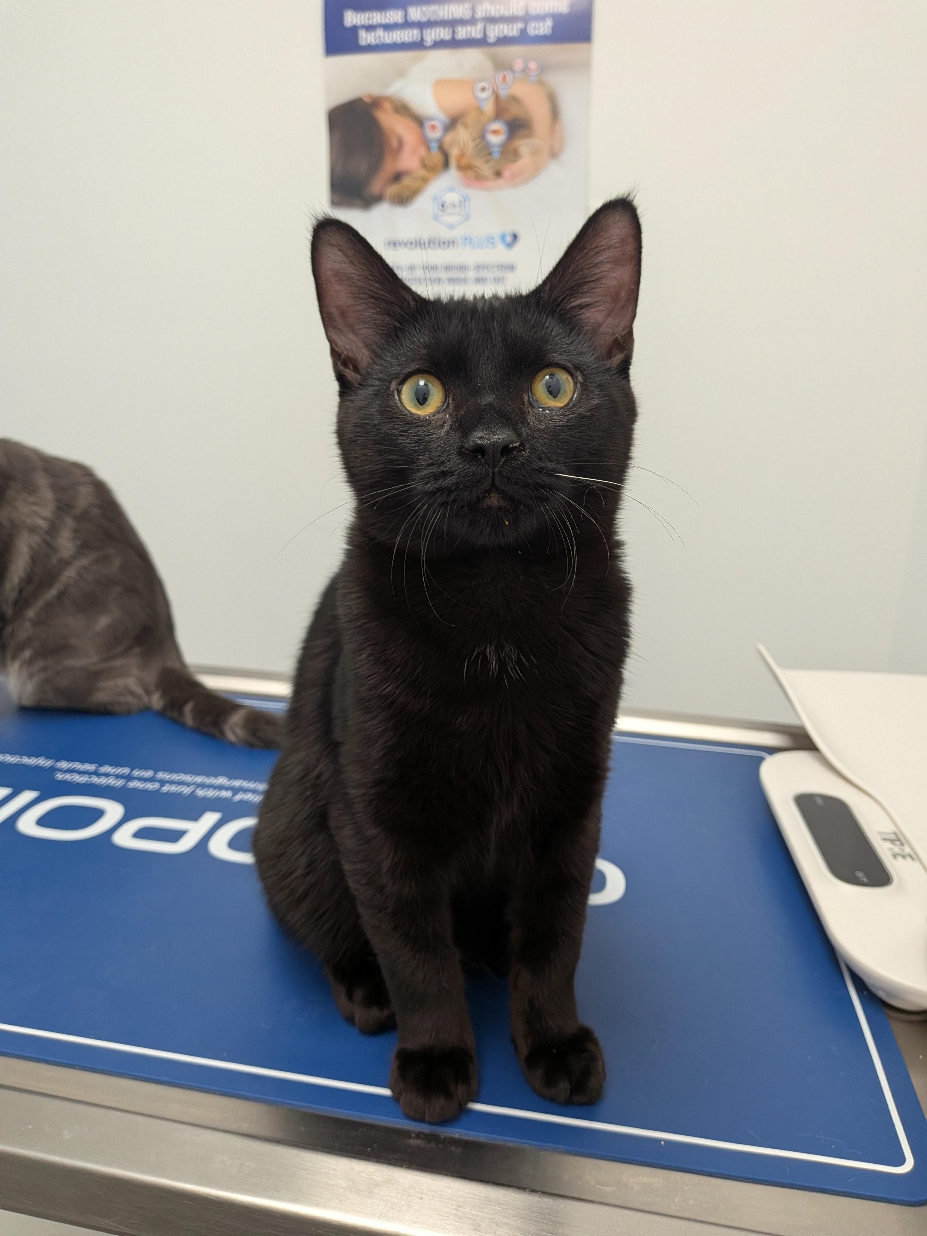 Enlarge GHOSTY, a Adoptable Domestic Short Hair in Tillsonburg, ON image 1/1