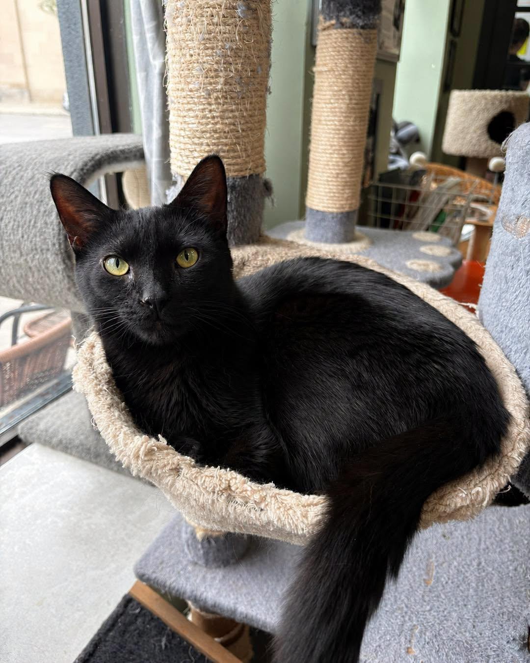 GHOSTY, a Adoptable Domestic Short Hair in Tillsonburg, ON image 1/4