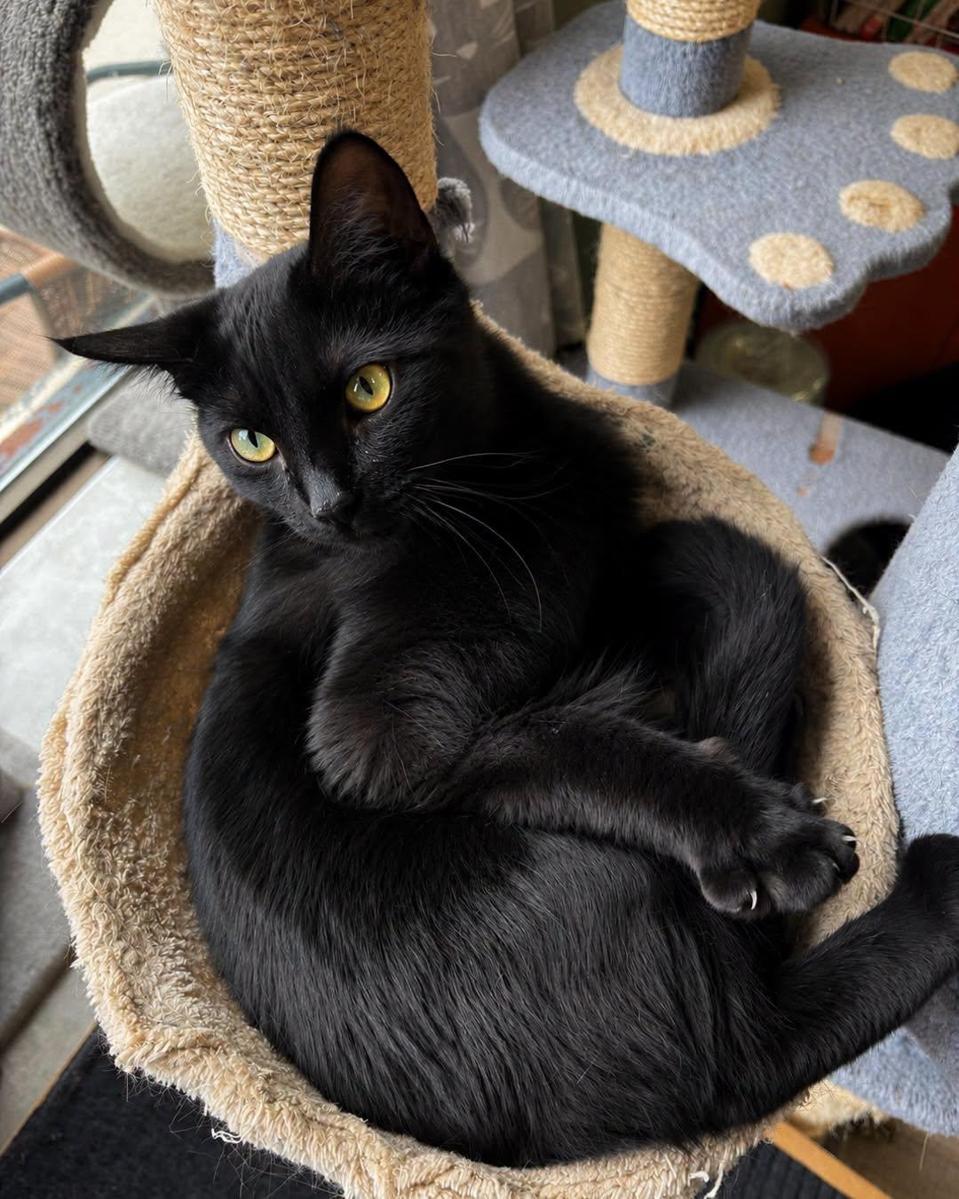 GHOSTY, a Adoptable Domestic Short Hair in Tillsonburg, ON image 2/4