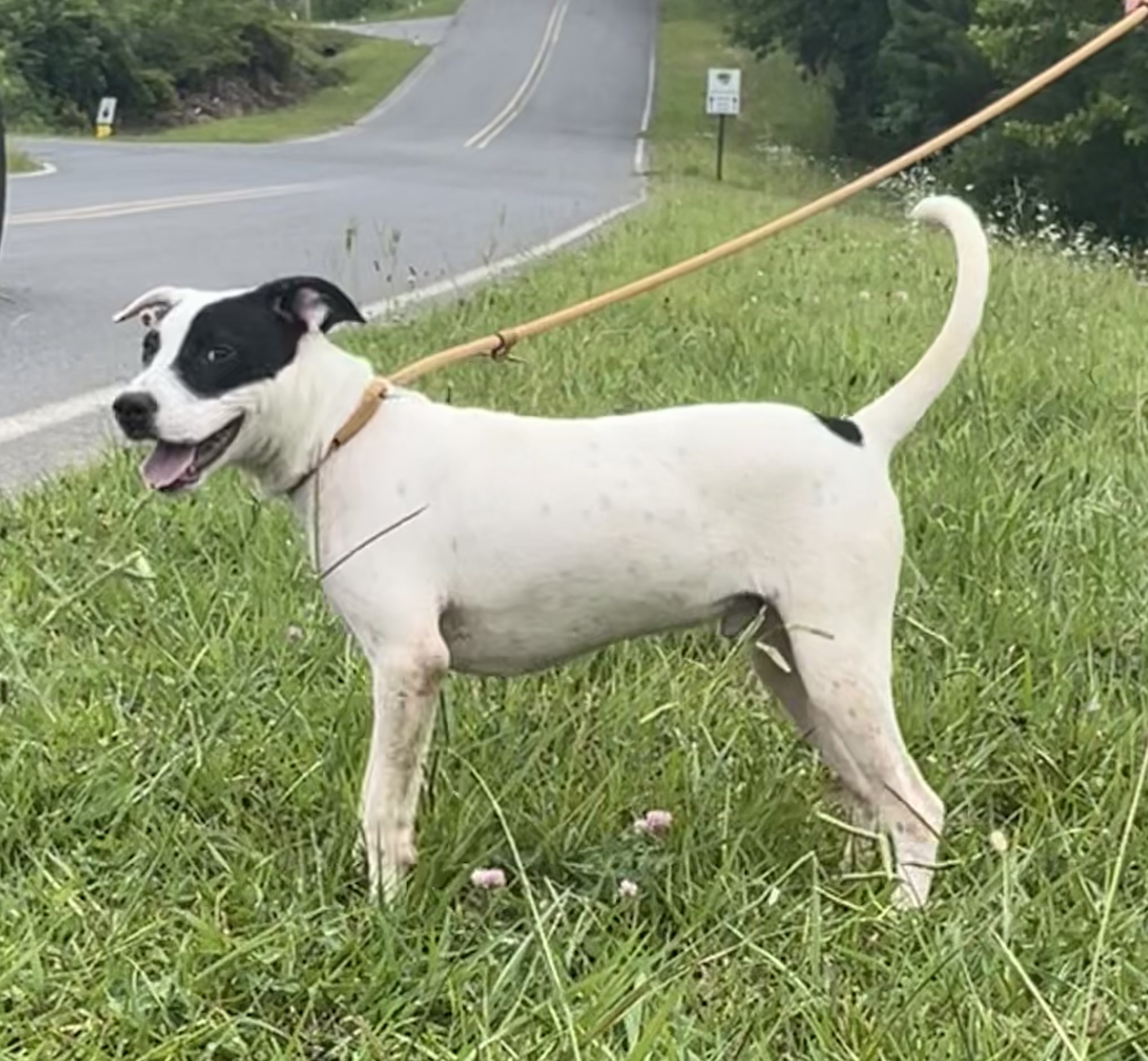 Enlarge Charlie, a Adopted mixed breed in Blue Ridge, GA image 1/6