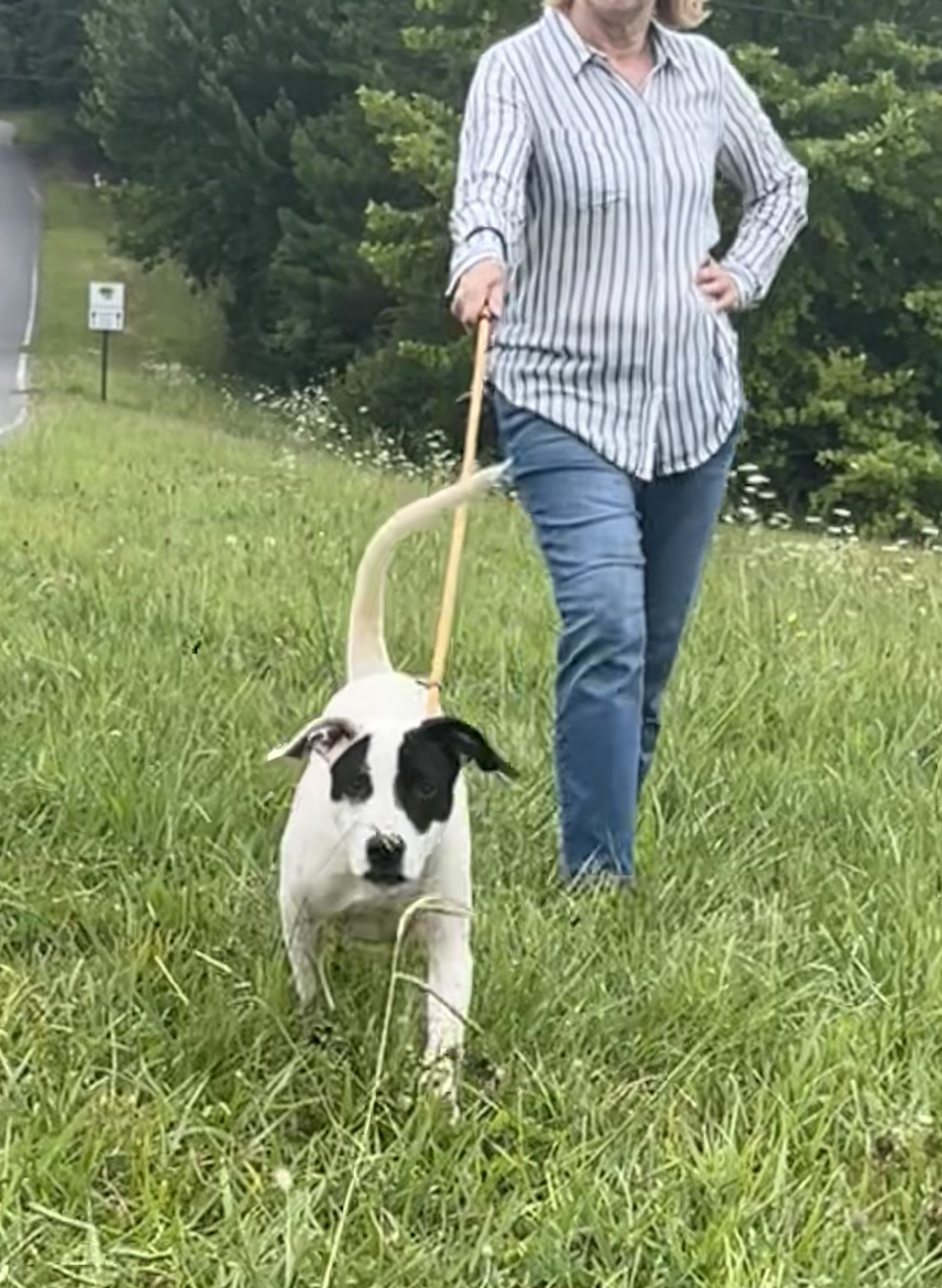 Enlarge Charlie, a Adopted mixed breed in Blue Ridge, GA image 2/6