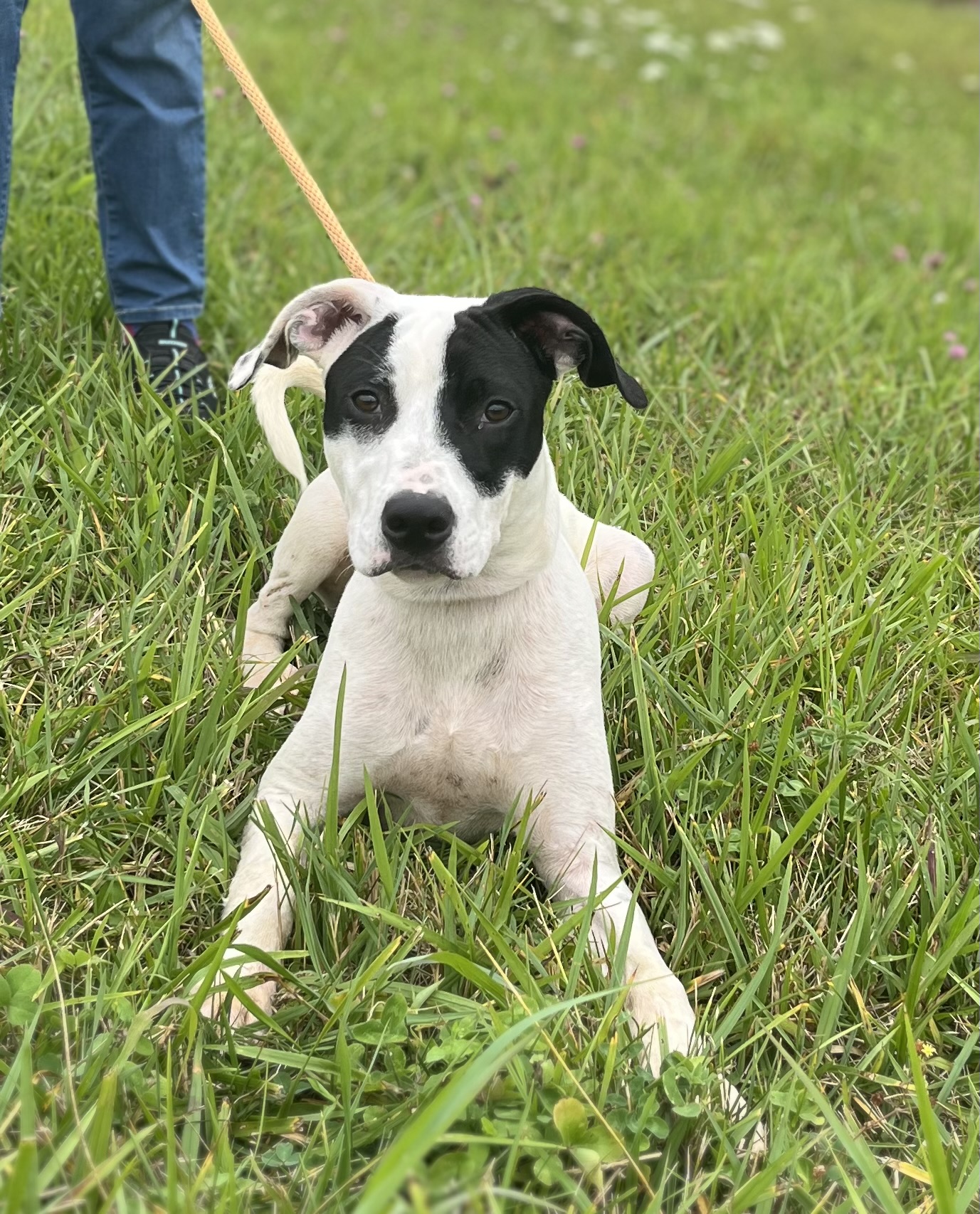 Enlarge Charlie, a Adopted mixed breed in Blue Ridge, GA image 3/6