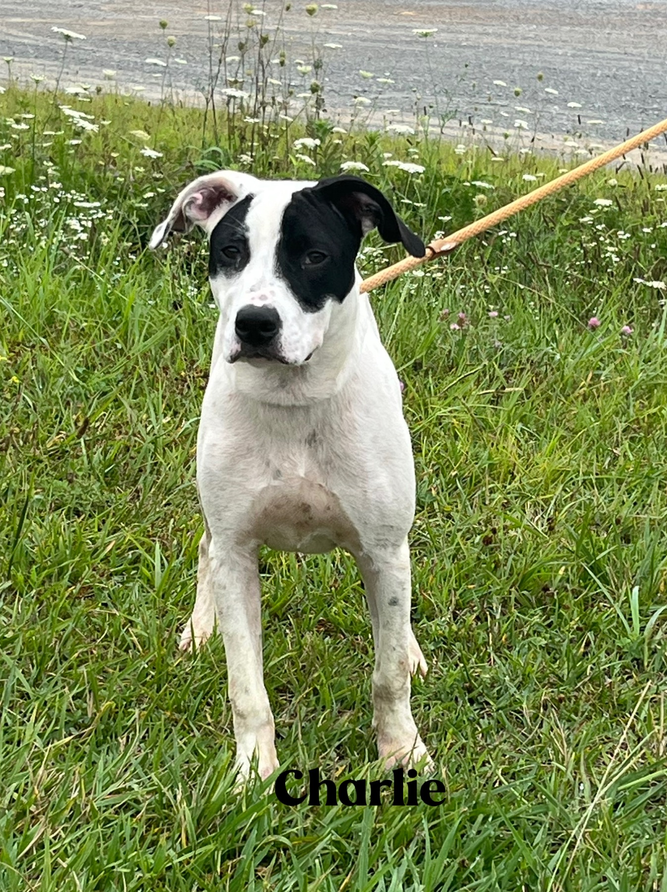 Enlarge Charlie, a Adopted mixed breed in Blue Ridge, GA image 5/6