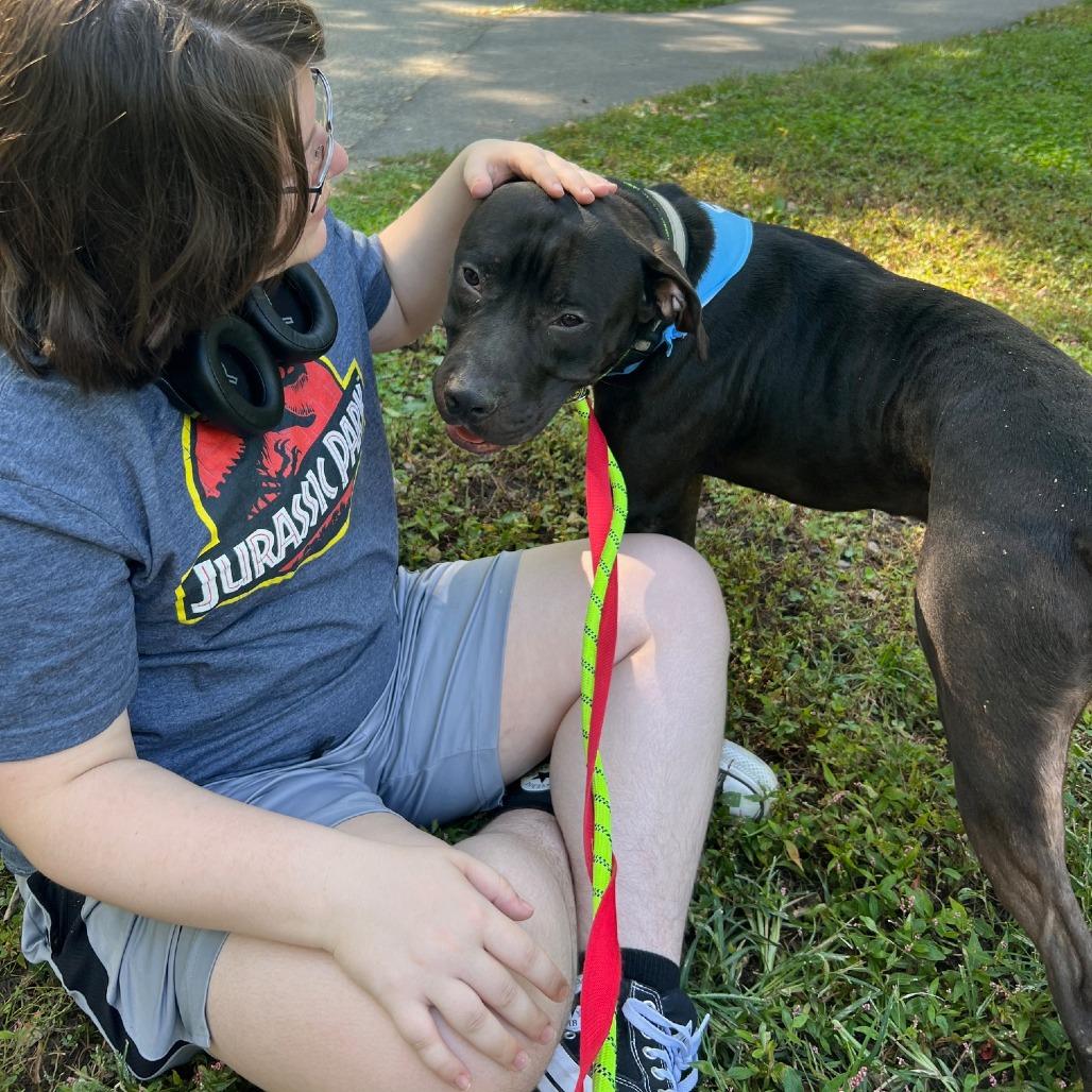 Lowen, Adoptable, Young Male Black Labrador Retriever.