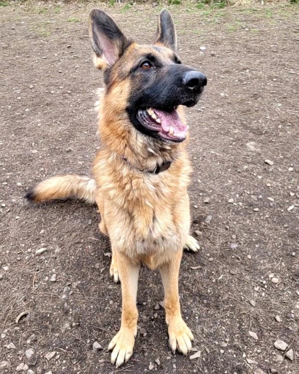 Hank, Adoptable, Adult Male German Shepherd Dog.