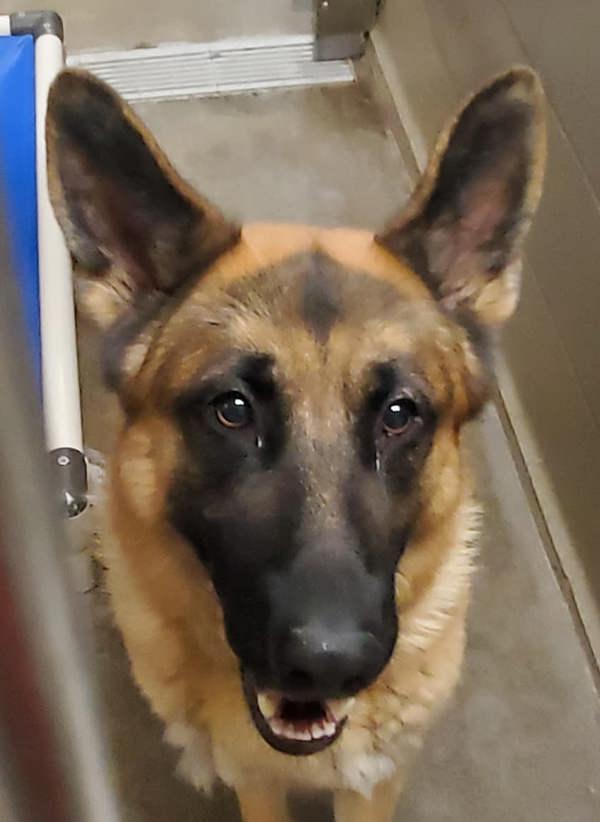 Enlarge Hank, a Adoptable mixed breed in Spokane Valley, WA image 2/4