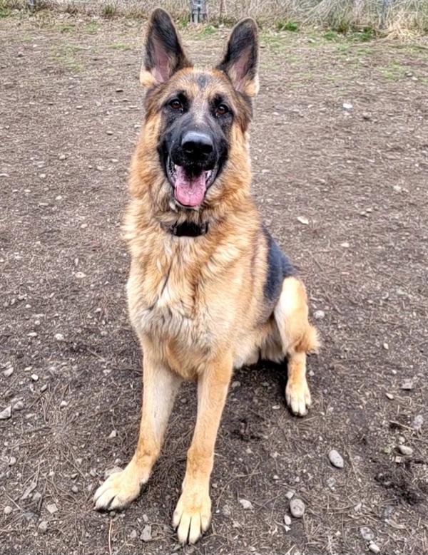 Enlarge Hank, a Adoptable mixed breed in Spokane Valley, WA image 3/4
