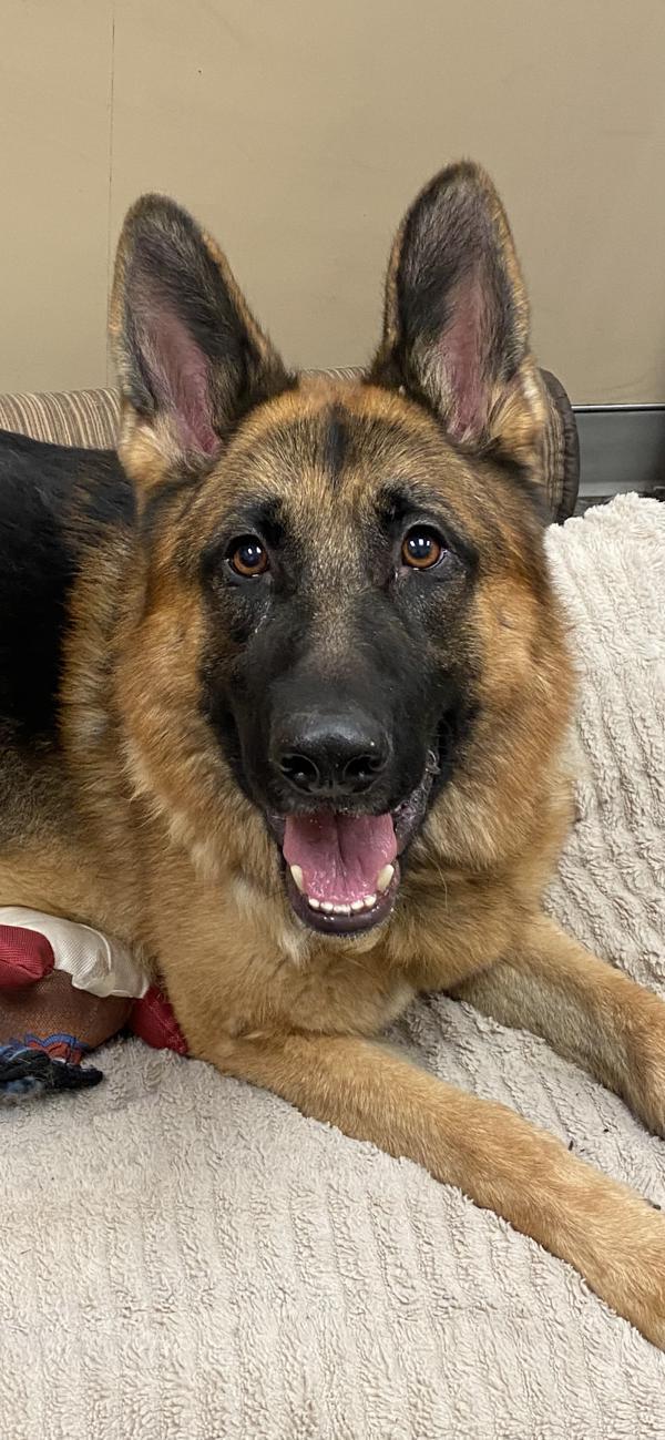 Enlarge Hank, a Adoptable mixed breed in Spokane Valley, WA image 4/4