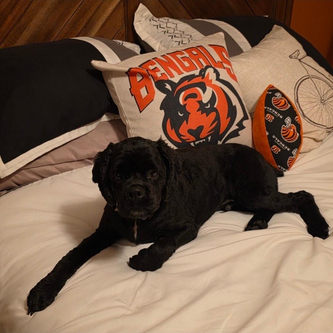 Enlarge Cooper, a Adoptable mixed breed in Ross, OH image 3/4