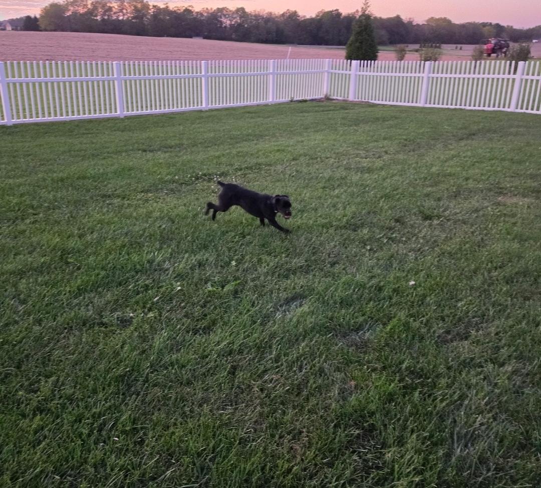 Enlarge Cooper, a Adoptable mixed breed in Ross, OH image 4/4
