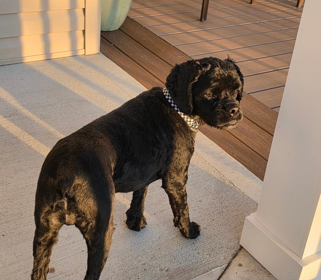 Cooper, Adoptable, Adult Male Cocker Spaniel.